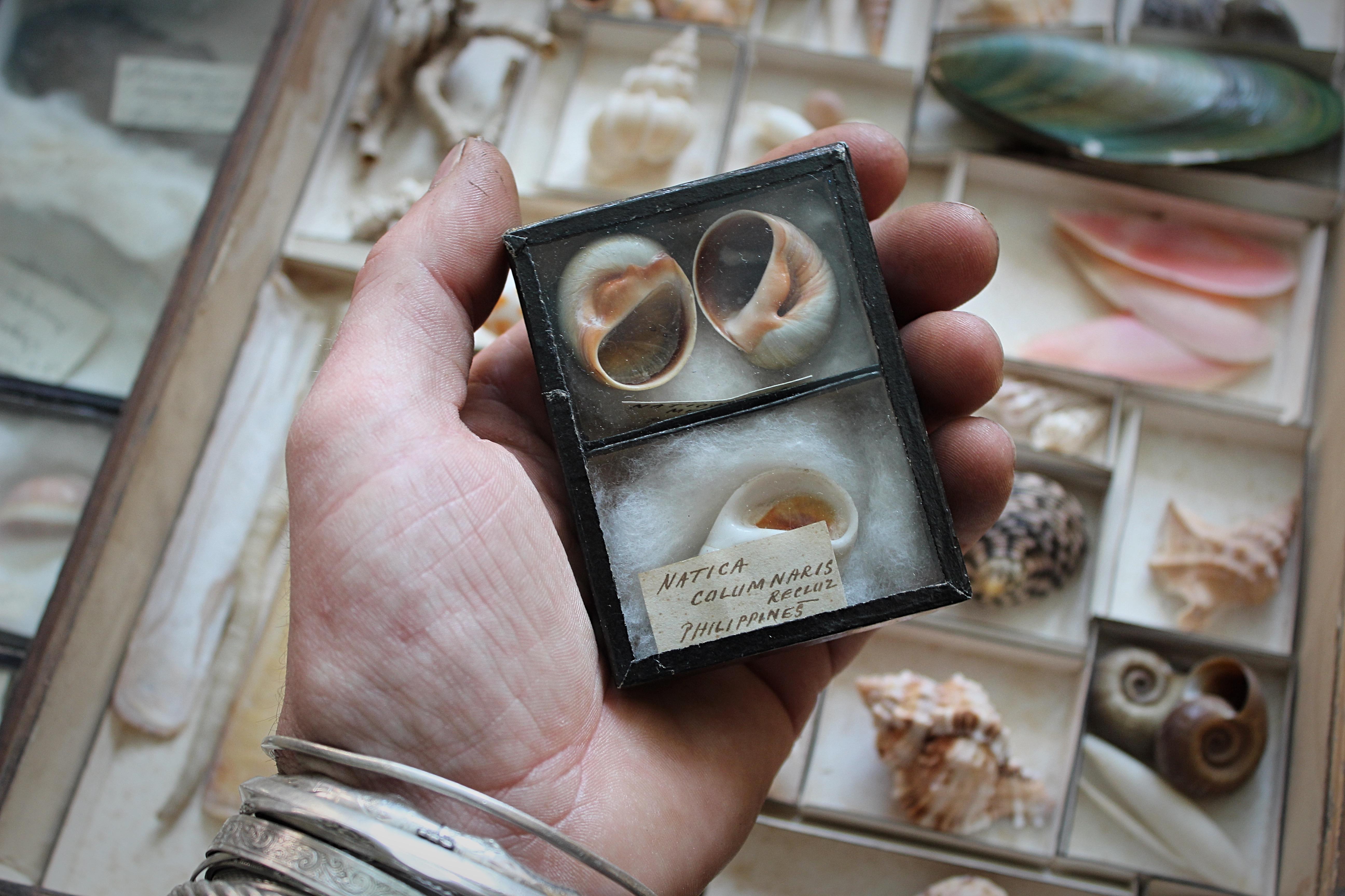 Grande collection victorienne de spécimens de coquillages Conchology du 19e siècle en vente 13