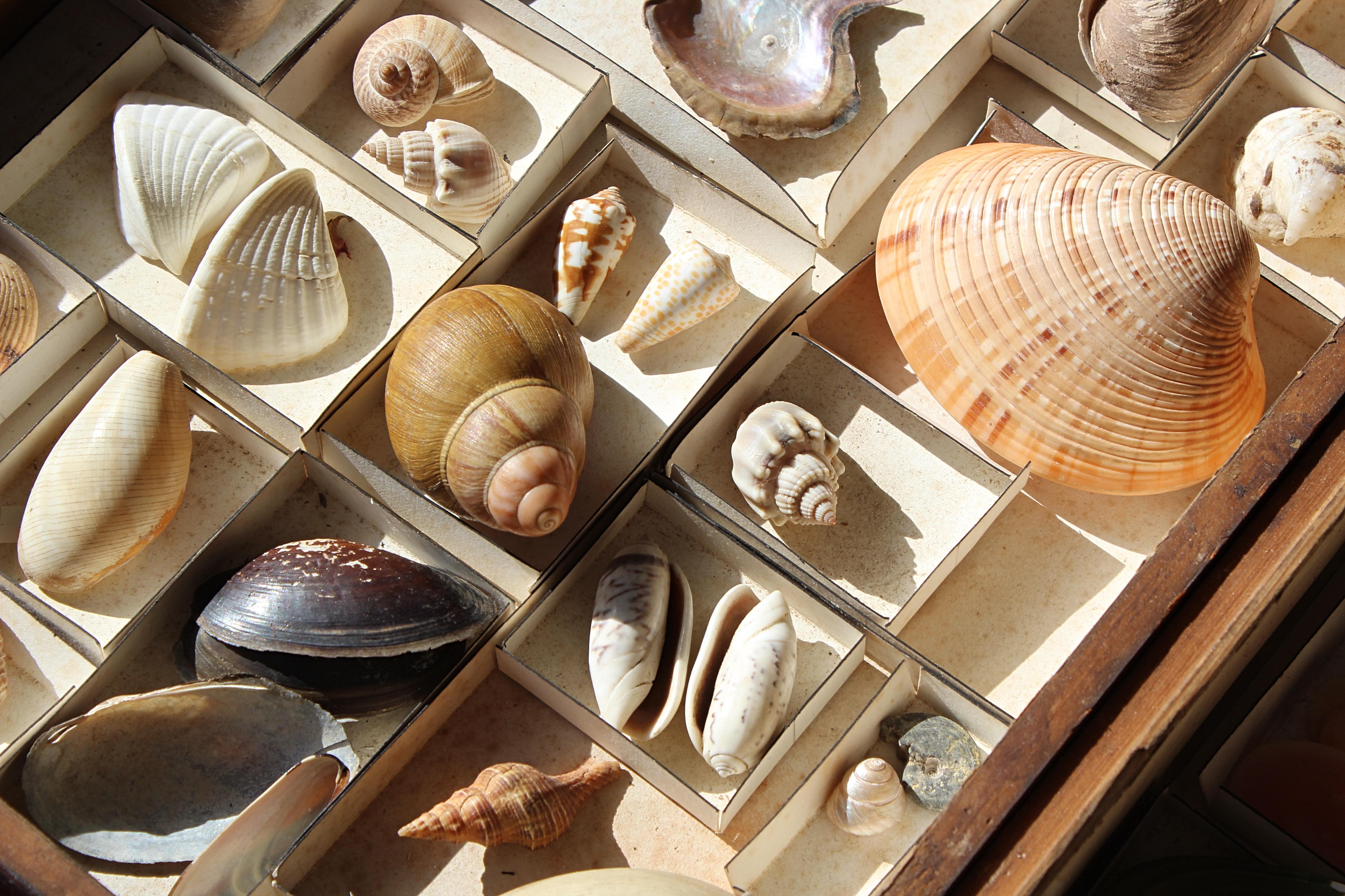 English 19th Century Large Collection of Victorian Conchology Shell Specimens Taxidermy For Sale