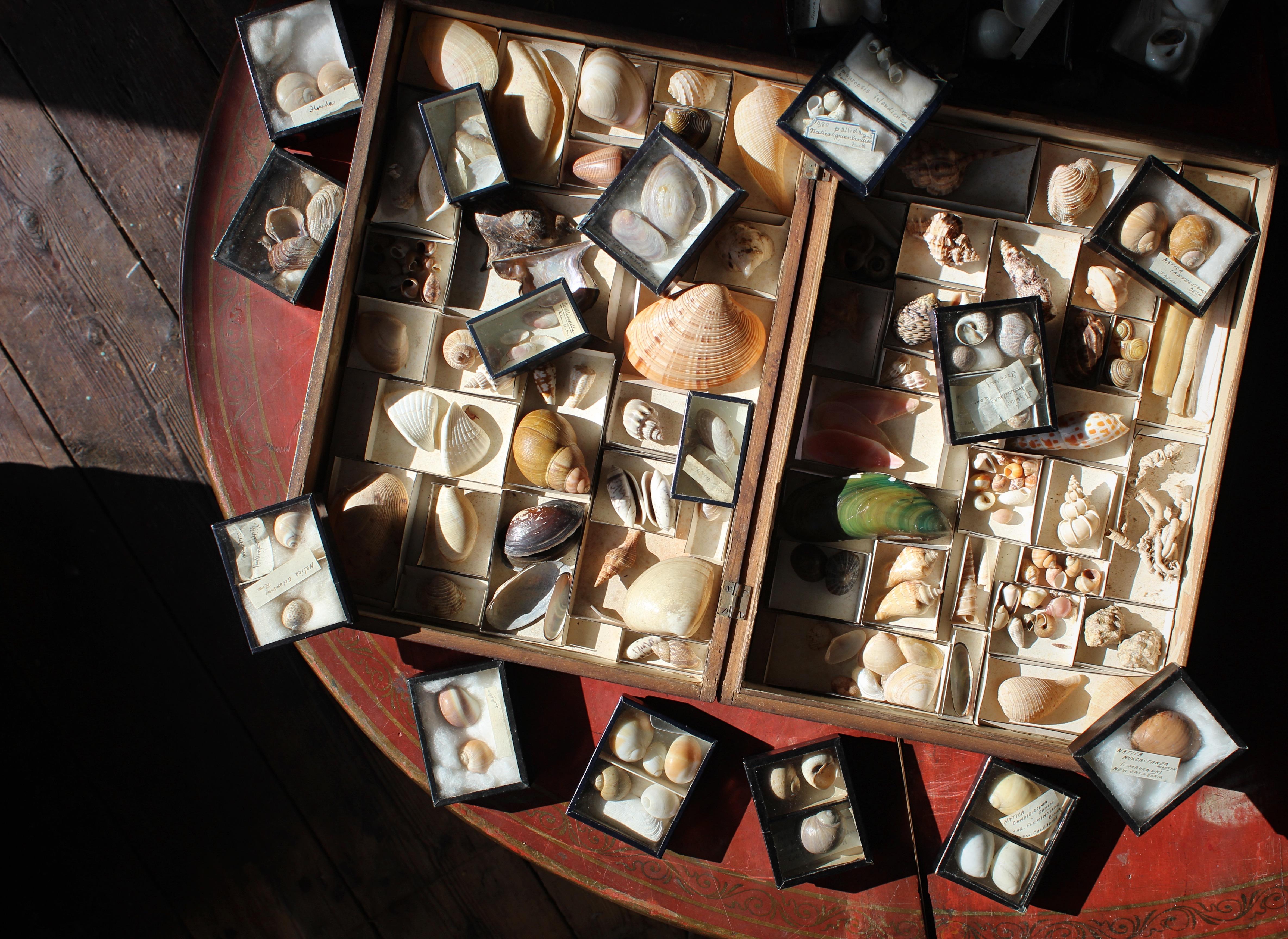 Grande collection victorienne de spécimens de coquillages Conchology du 19e siècle Bon état - En vente à Lowestoft, GB