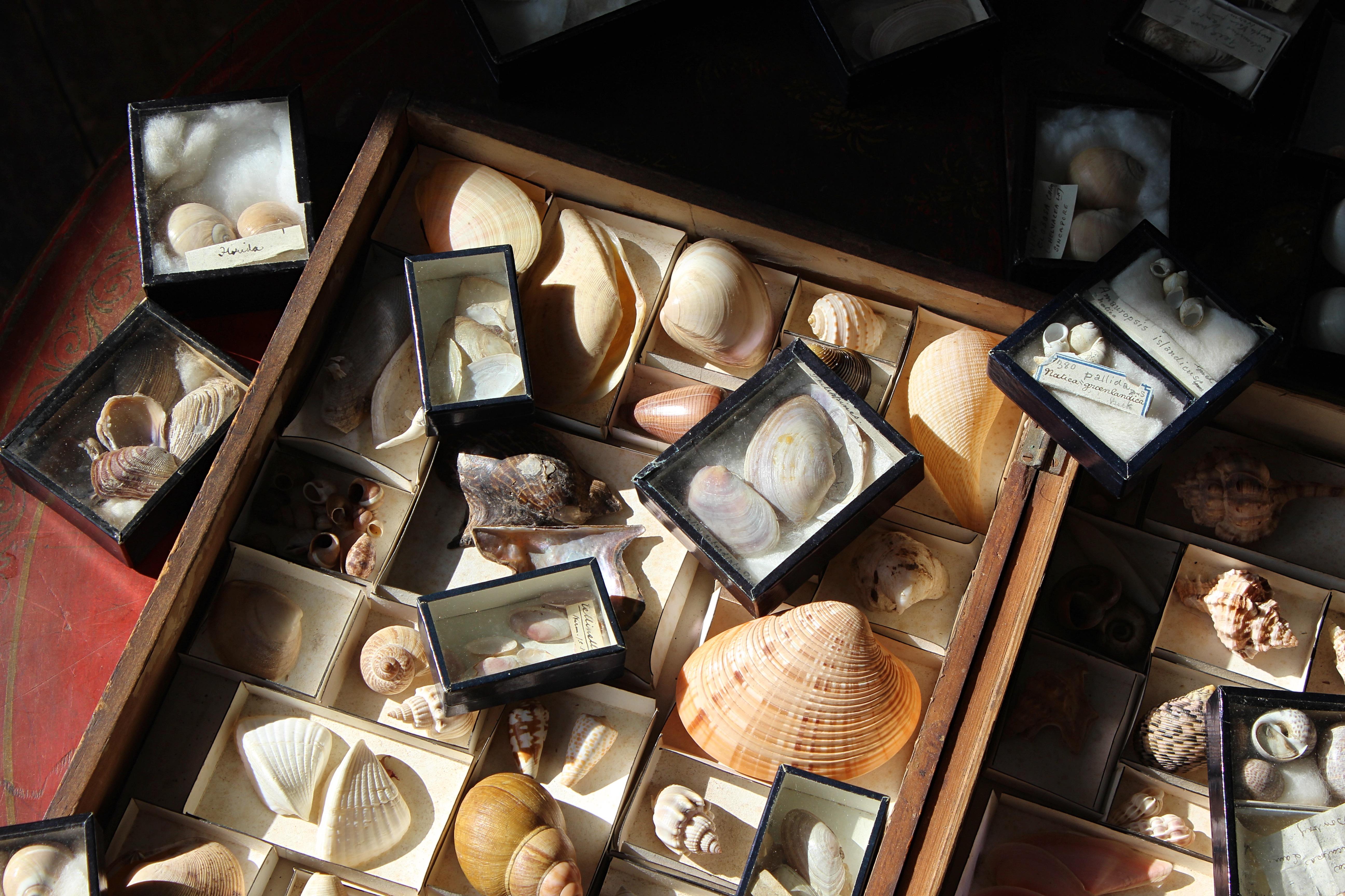XIXe siècle Grande collection victorienne de spécimens de coquillages Conchology du 19e siècle en vente