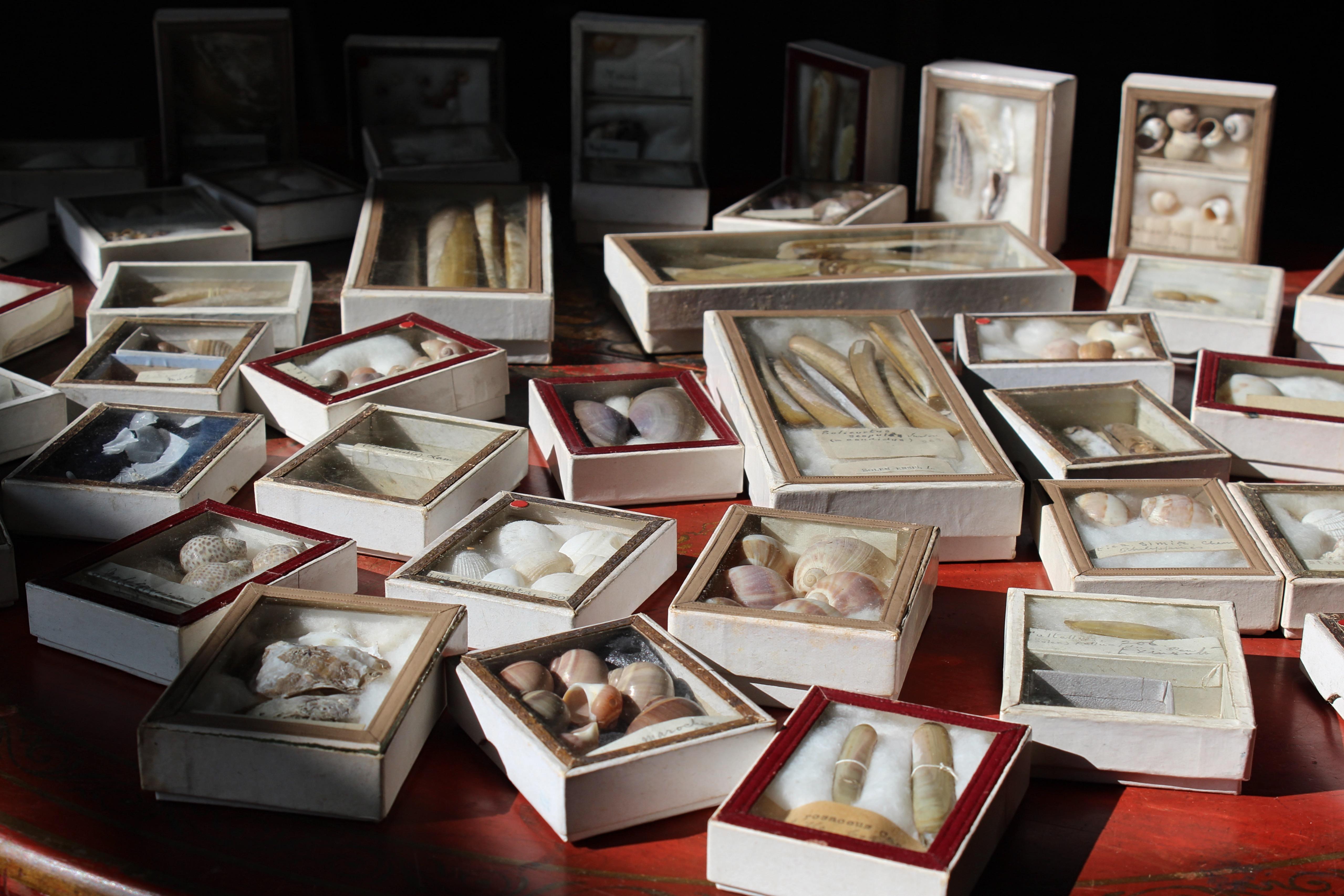 19th Century Large Collection of Victorian Conchology Shell Specimens Taxidermy 2