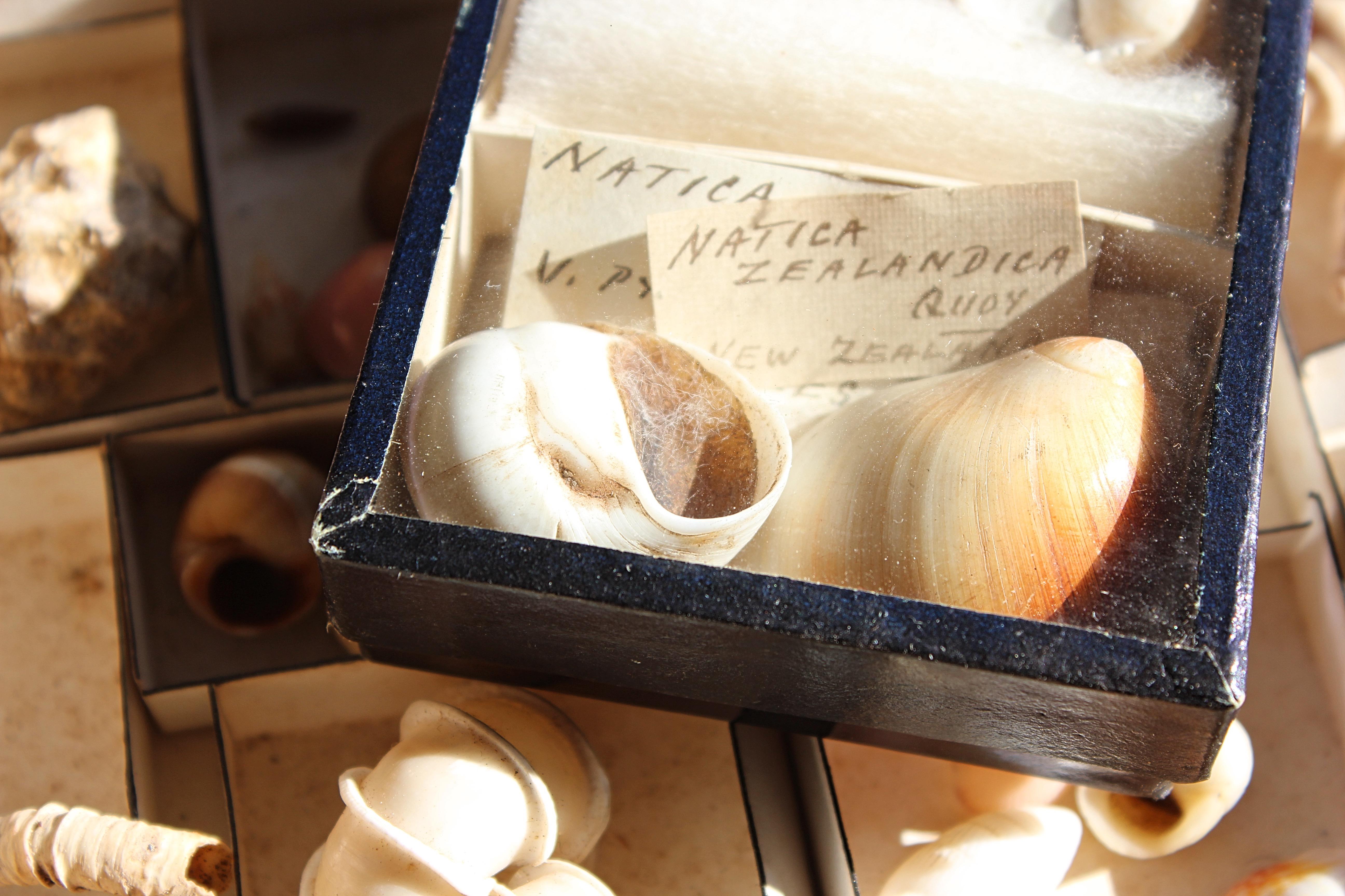 Grande collection victorienne de spécimens de coquillages Conchology du 19e siècle en vente 1