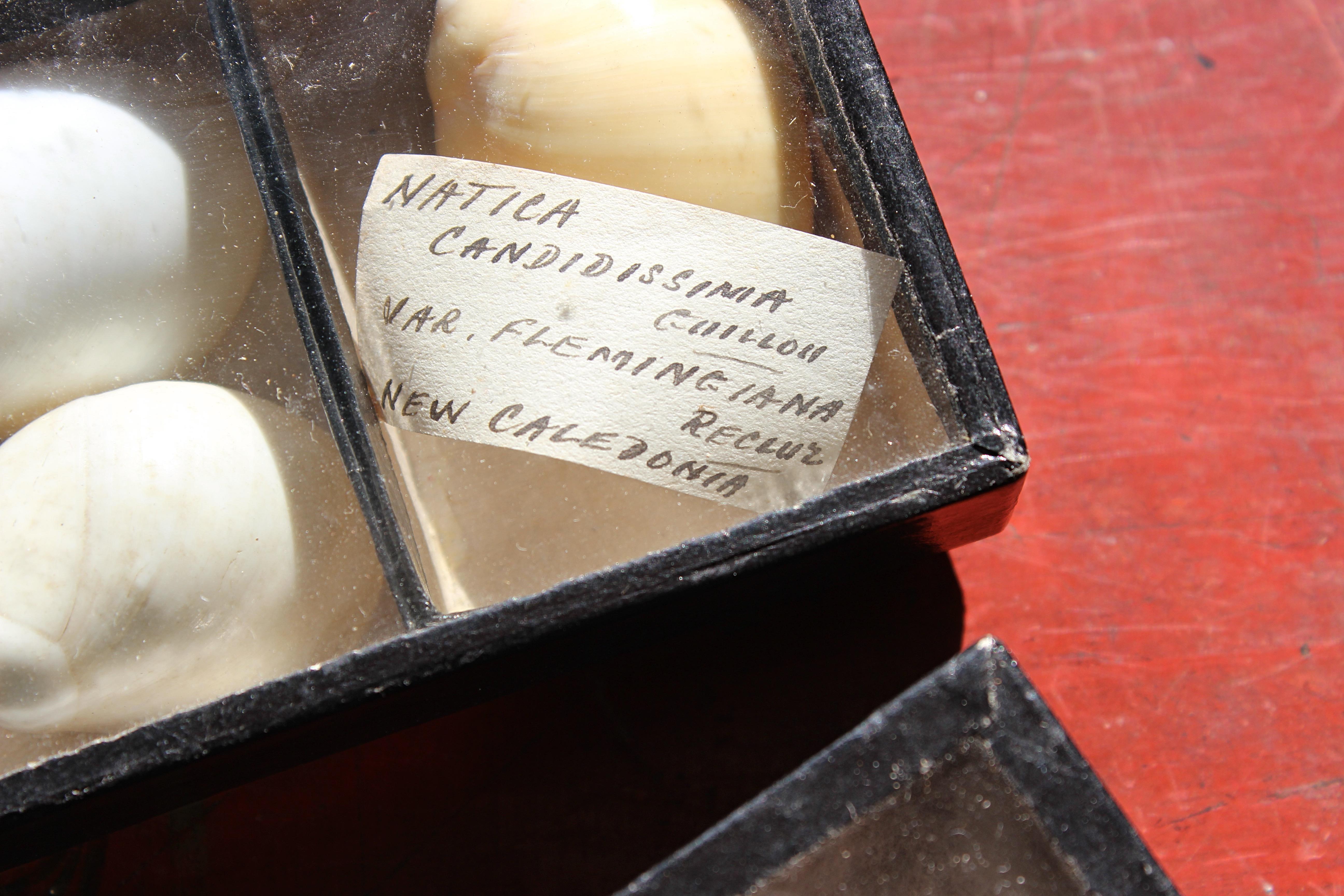 Grande collection victorienne de spécimens de coquillages Conchology du 19e siècle en vente 2