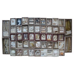 Antique 19th Century Large Collection of Victorian Conchology Shell Specimens Taxidermy