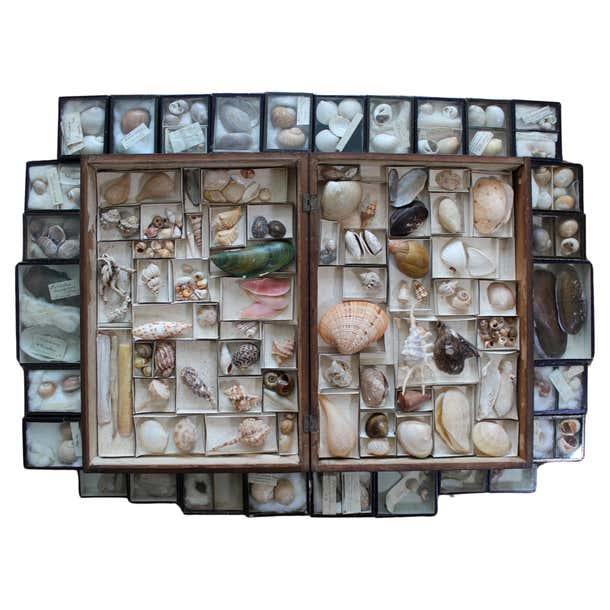 19th Century Large Collection of Victorian Conchology Shell Specimens ...