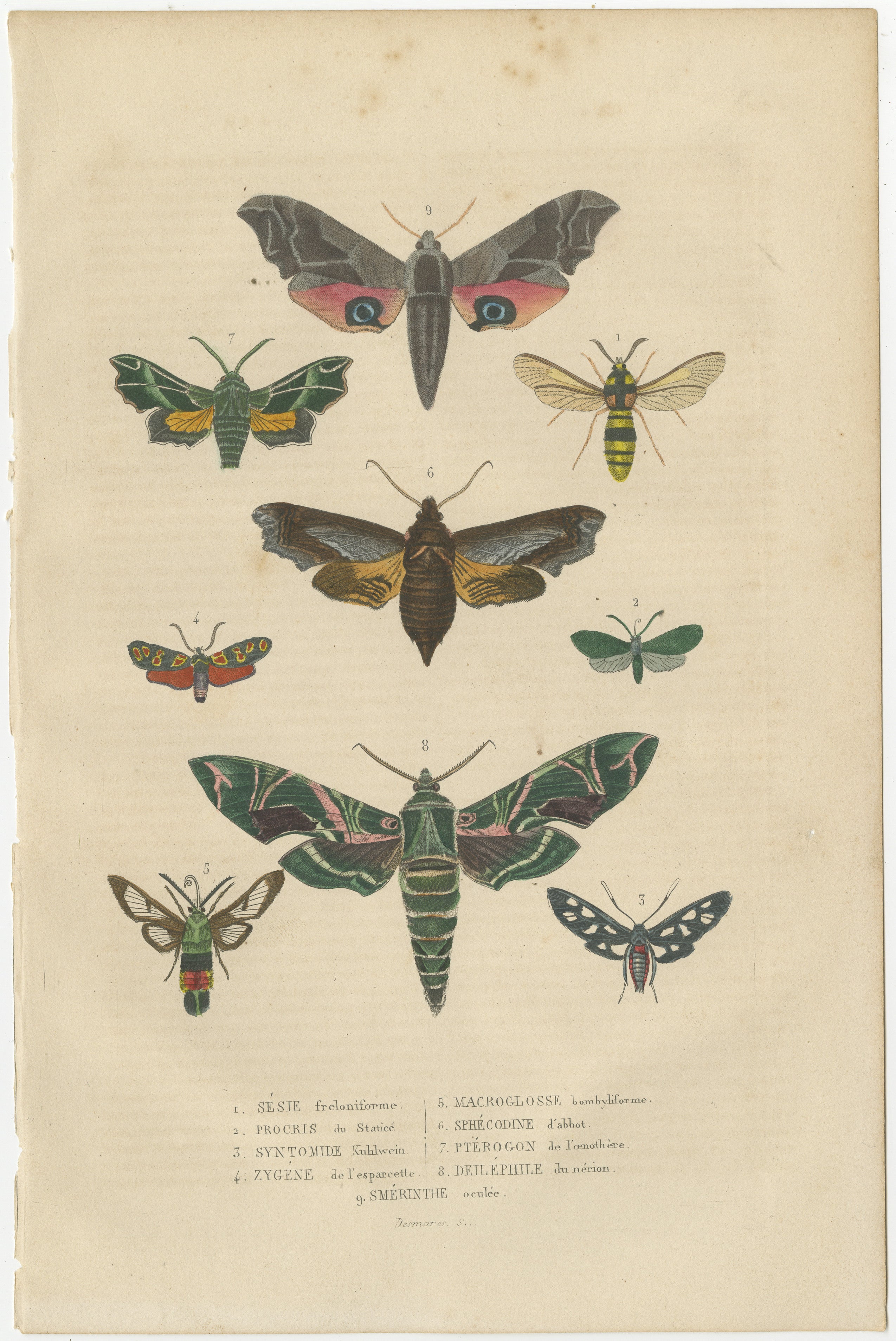 An antique hand-colored engraving. This particular illustration focuses on various moth and butterfly species, showcasing their wing patterns and body shapes in vibrant colors and with a high level of detail.

The different specimens are numbered