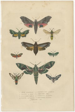 19th Century Lepidoptera: An Illustrated Compendium of Moths and Butterflies