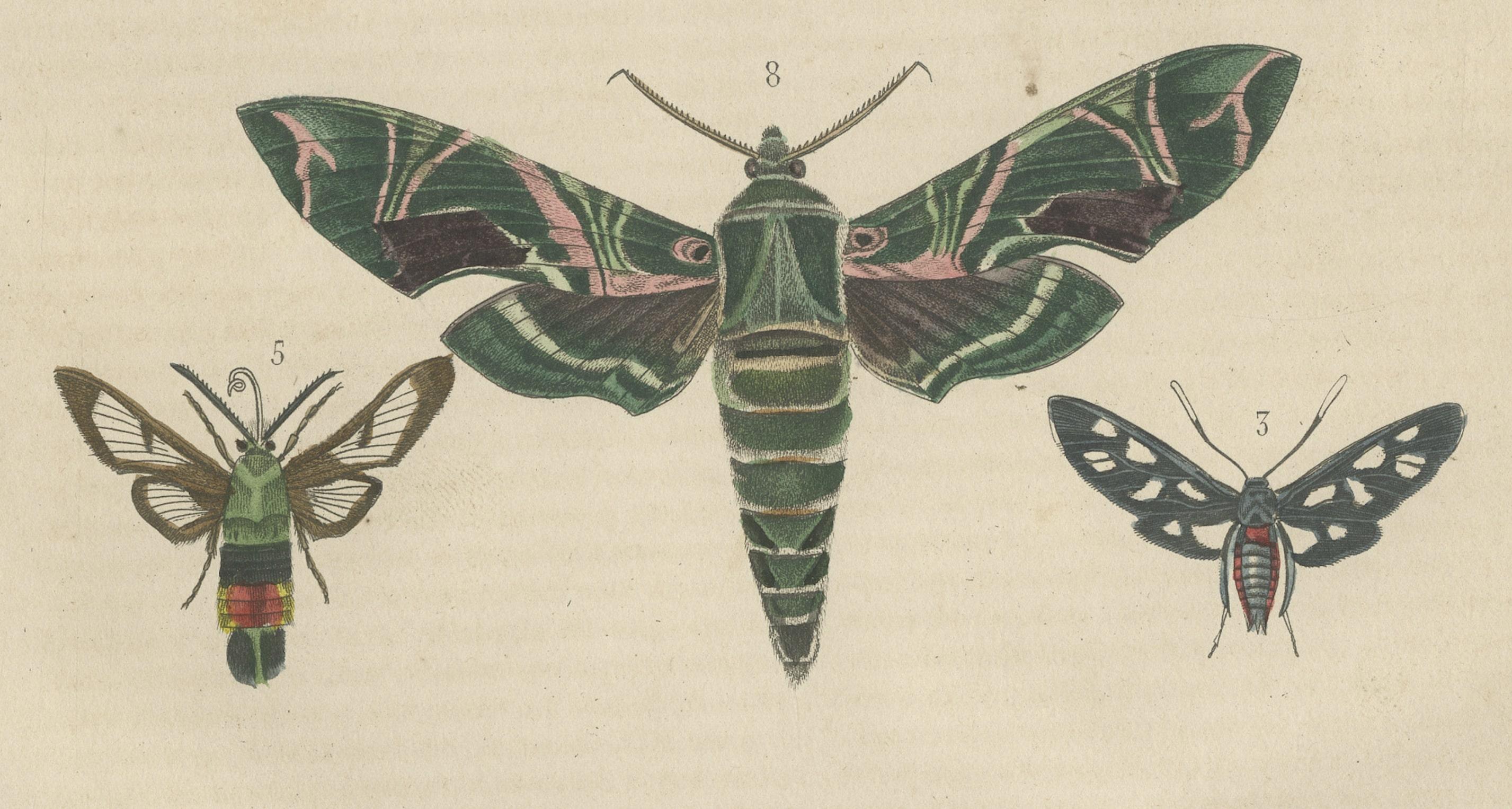 Engraved 19th Century Lepidoptera: An Illustrated Compendium of Moths and Butterflies For Sale