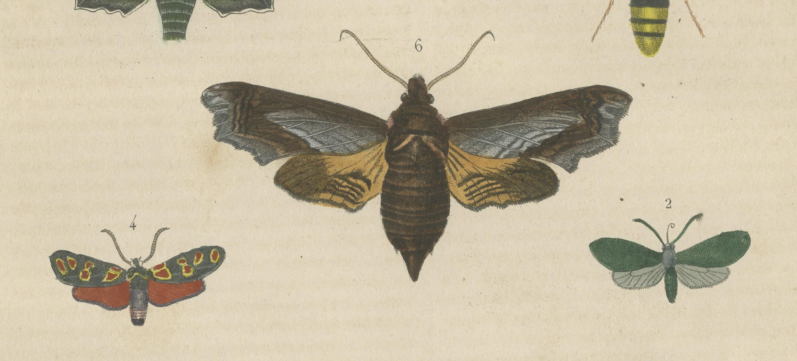 19th Century Lepidoptera: An Illustrated Compendium of Moths and Butterflies In Good Condition For Sale In Langweer, NL