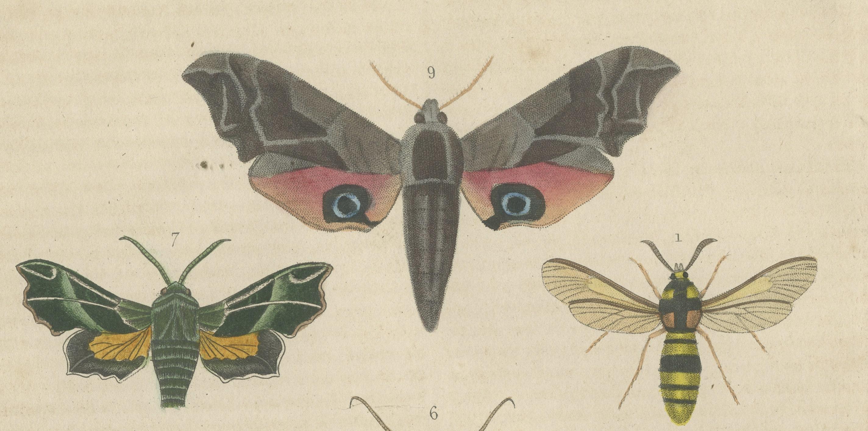 Papier Lepidoptera : un condendium illustré de créatures et de papillons du 19e siècle en vente
