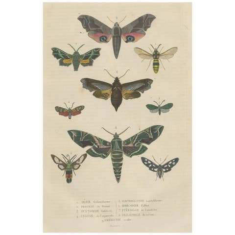 19th Century Lepidoptera: An Illustrated Compendium of Moths and Butterflies