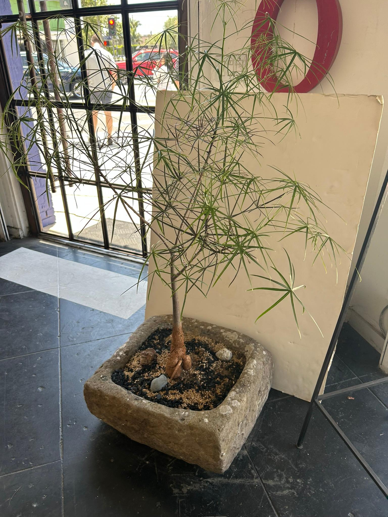 19th Century Limestone Planter For Sale 1