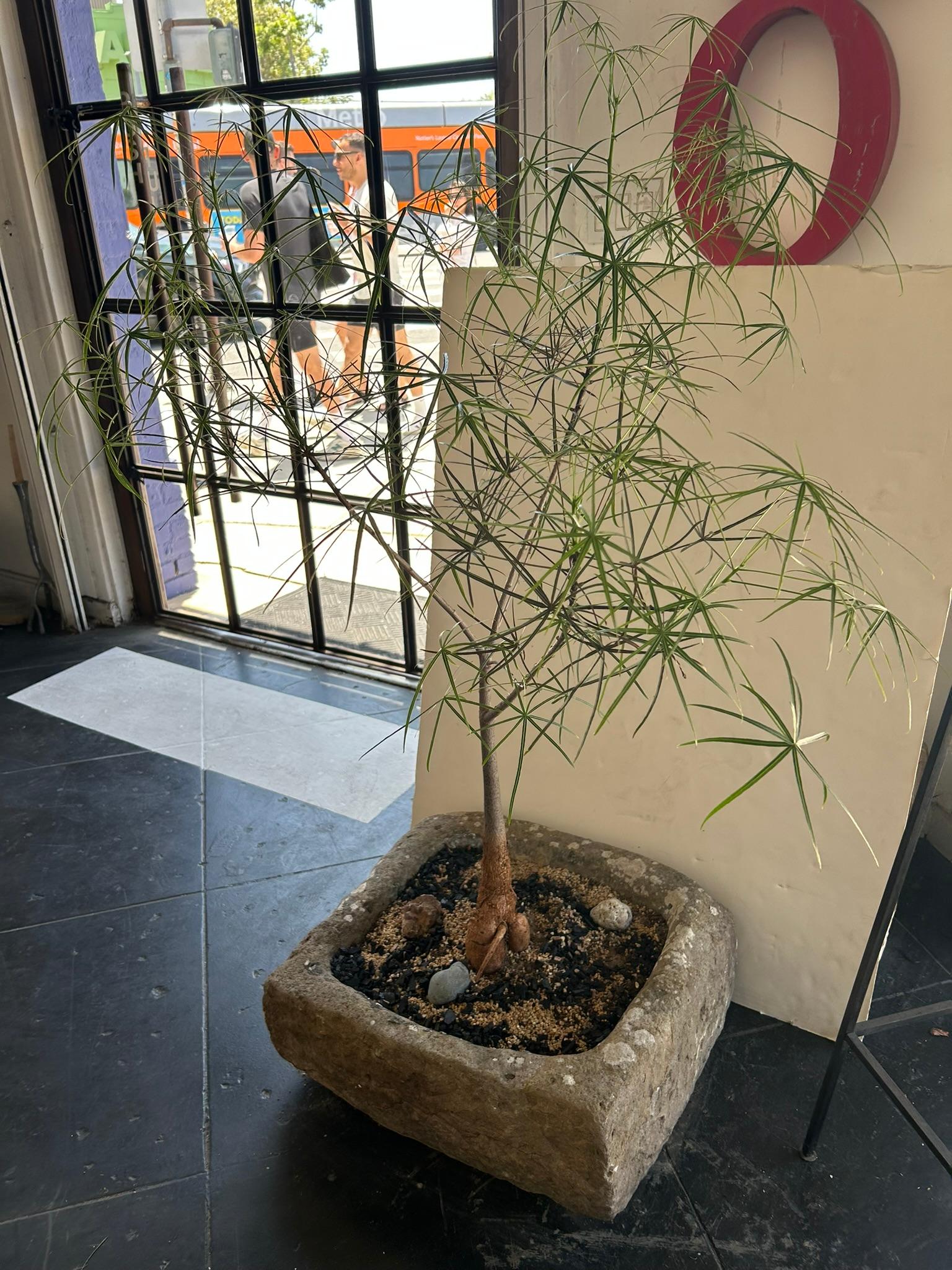 19th Century Limestone Planter For Sale 2
