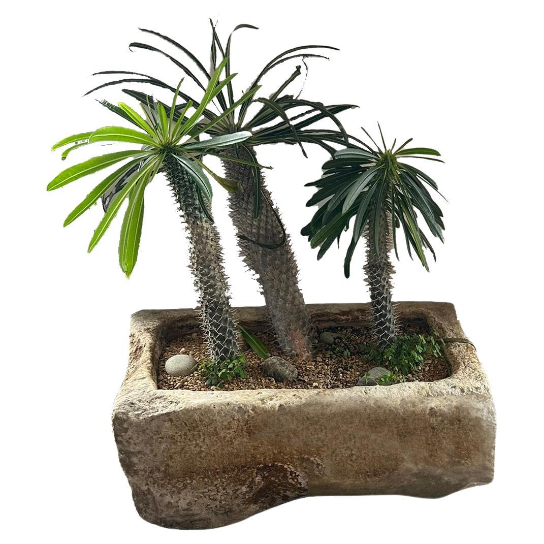 19th Century Limestone Planter
