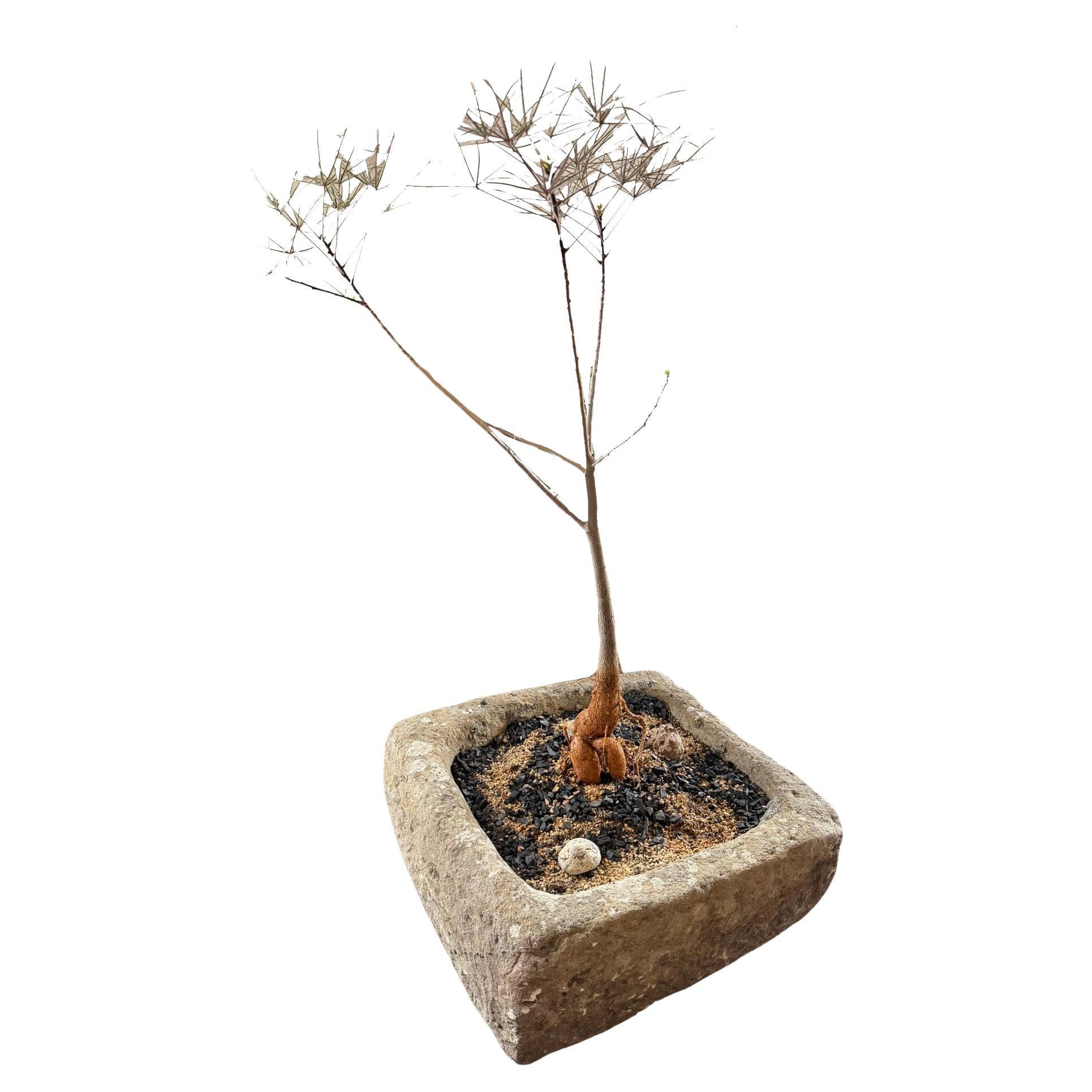19th Century Limestone Planter For Sale
