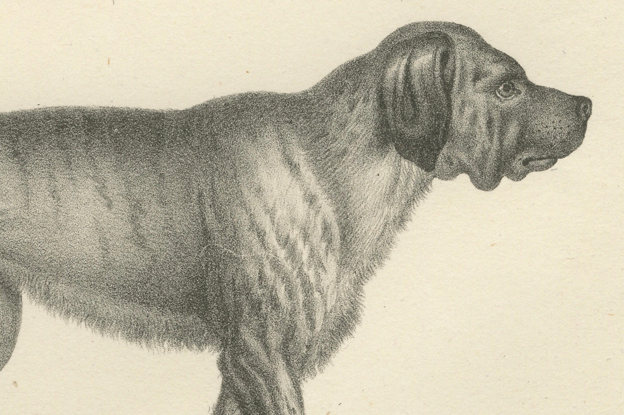 Lithographie du XIXe siècle représentant un lévrier et un dogue anglais dans des détails élégants  

---

Description :  Cette étonnante lithographie du XIXe siècle représente deux races de chiens importantes sur le plan historique : le lévrier (De