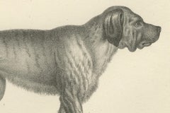 19th-Century Lithograph of a Greyhound and English Mastiff in Elegant Detail
