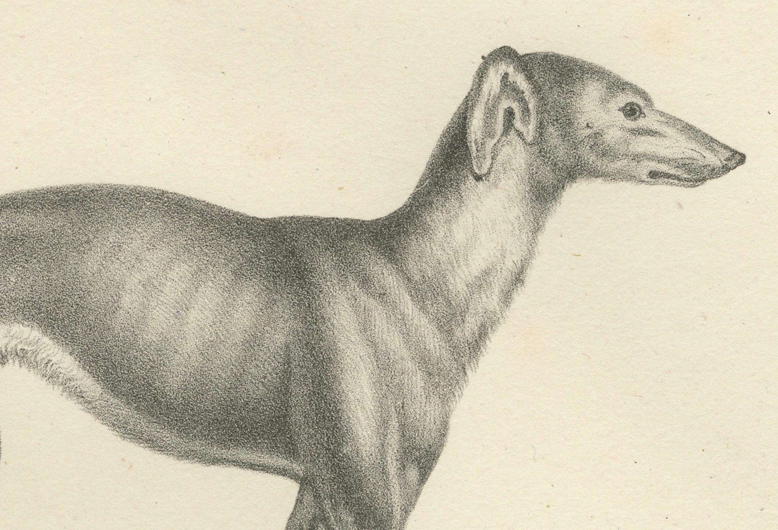 Gravé Lithographie du XIXe siècle représentant un lévrier et un dogue anglais dans des détails élégants en vente