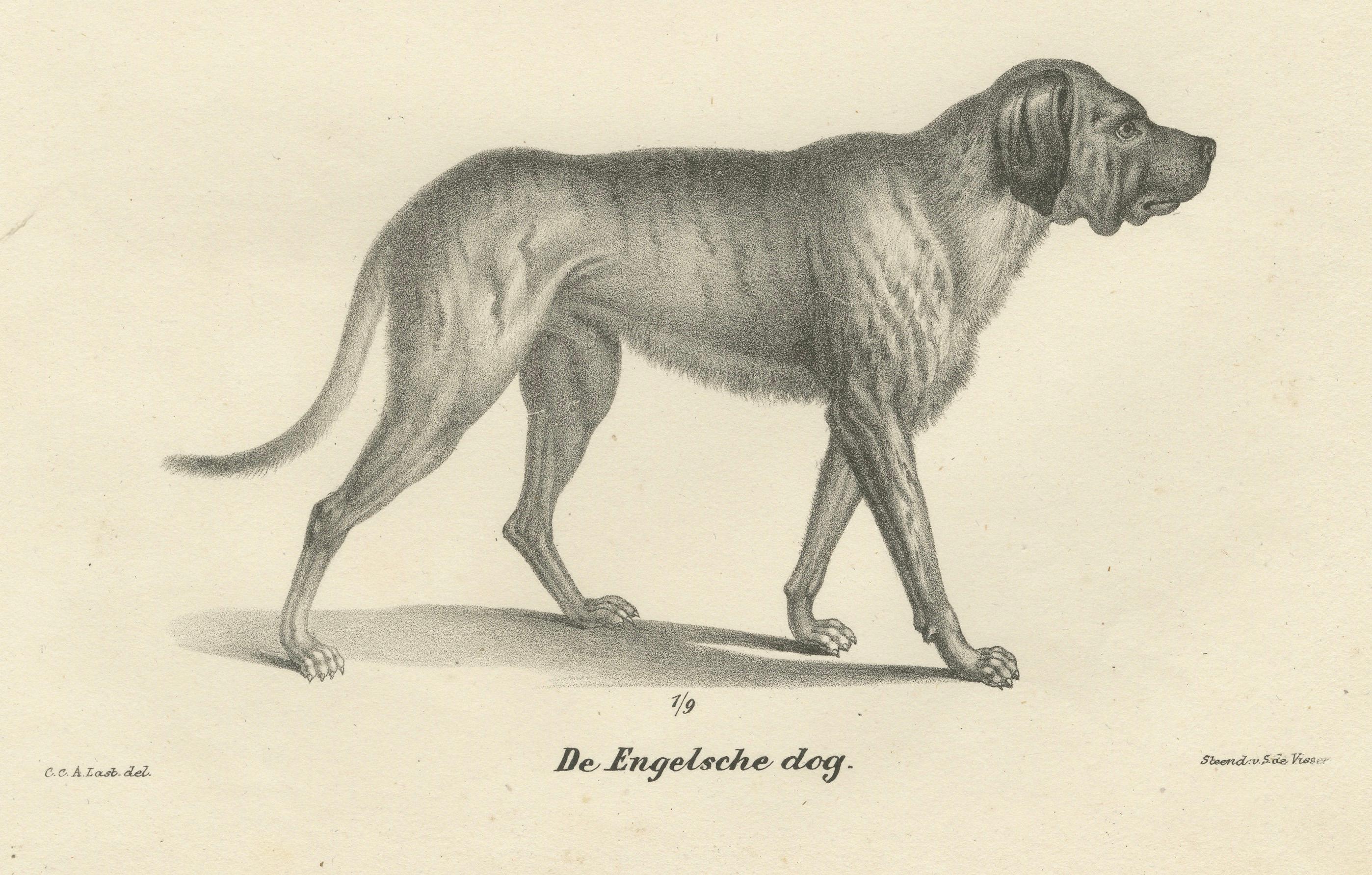 Lithographie du XIXe siècle représentant un lévrier et un dogue anglais dans des détails élégants Bon état - En vente à Langweer, NL