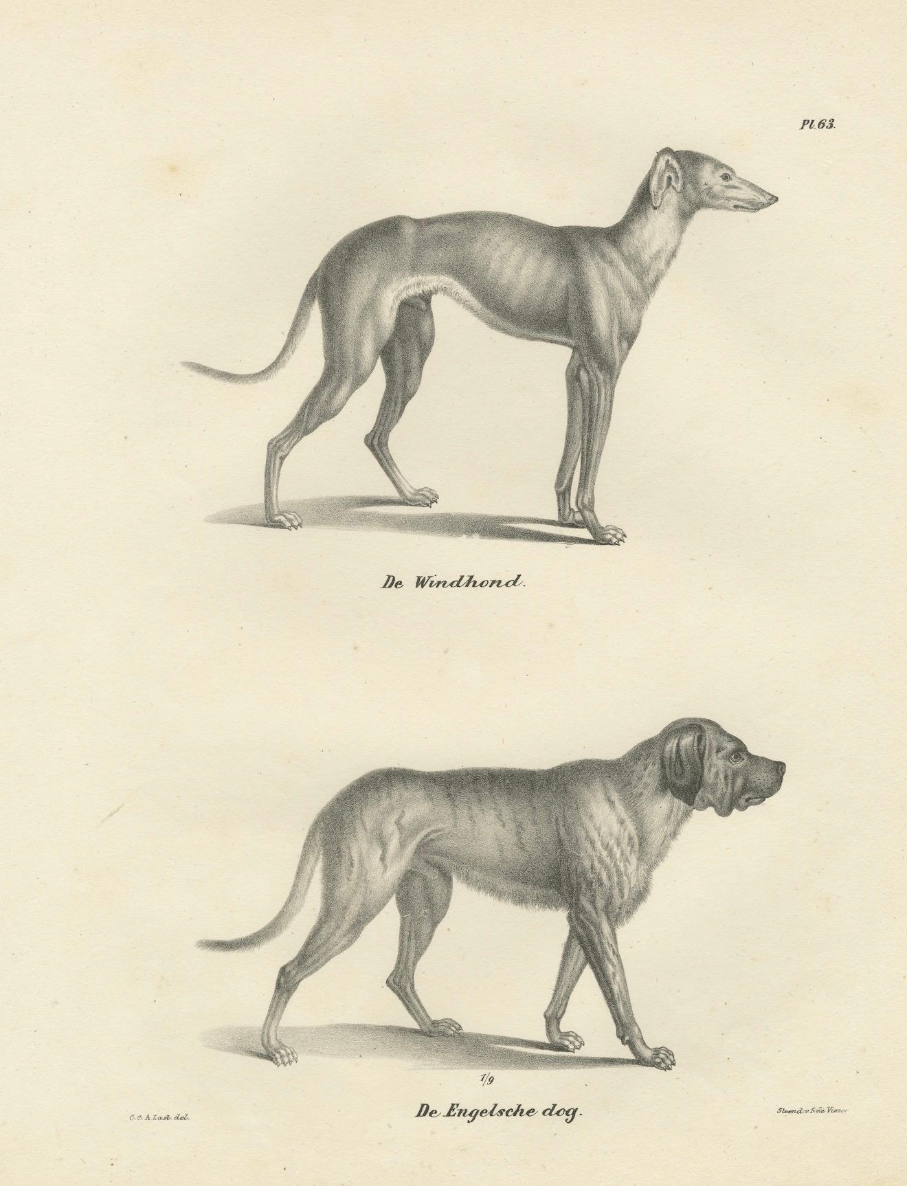 Papier Lithographie du XIXe siècle représentant un lévrier et un dogue anglais dans des détails élégants en vente