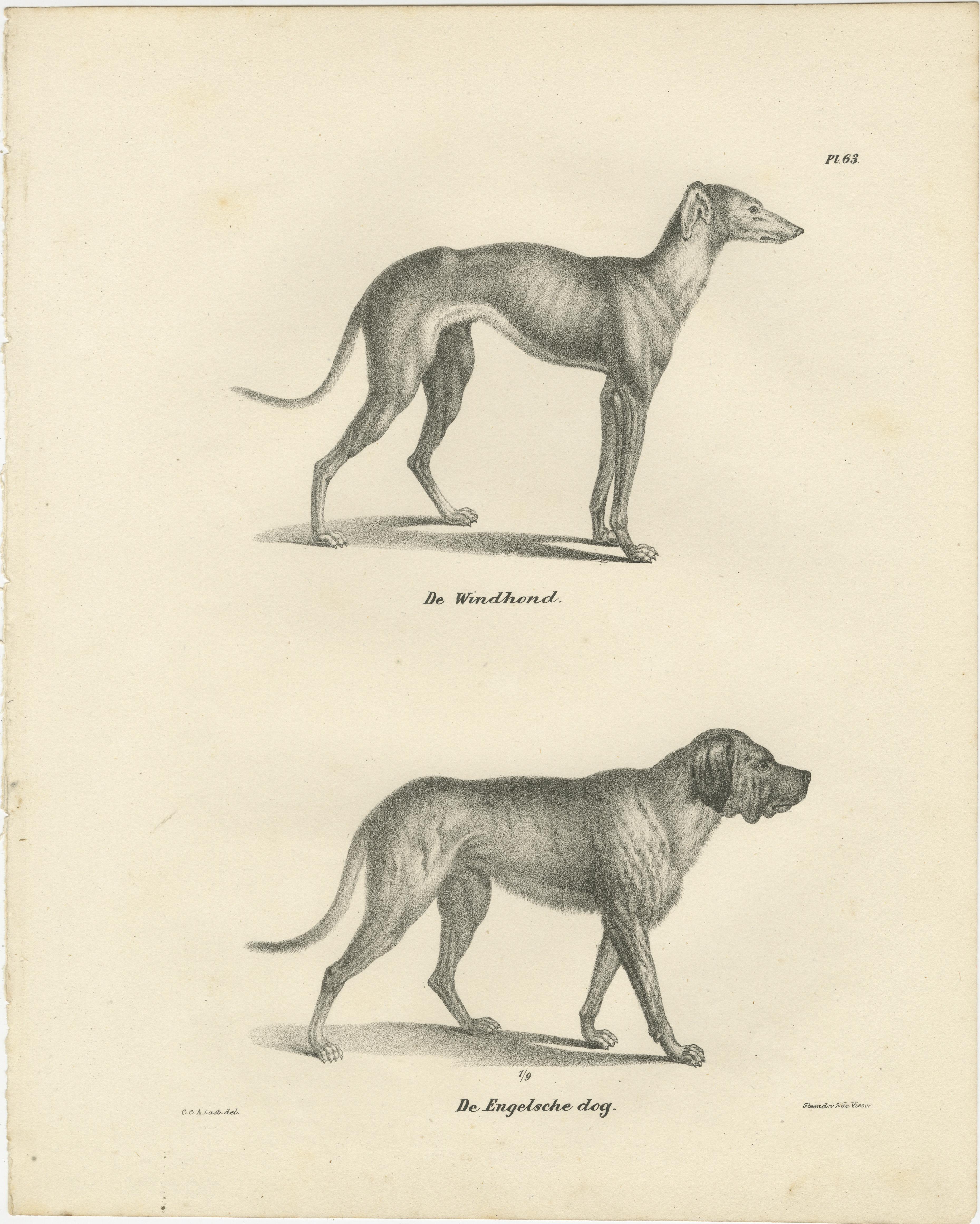 Lithographie du XIXe siècle représentant un lévrier et un dogue anglais dans des détails élégants en vente 1