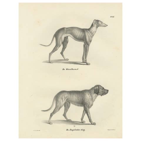 19th-Century Lithograph of a Greyhound and English Mastiff in Elegant Detail