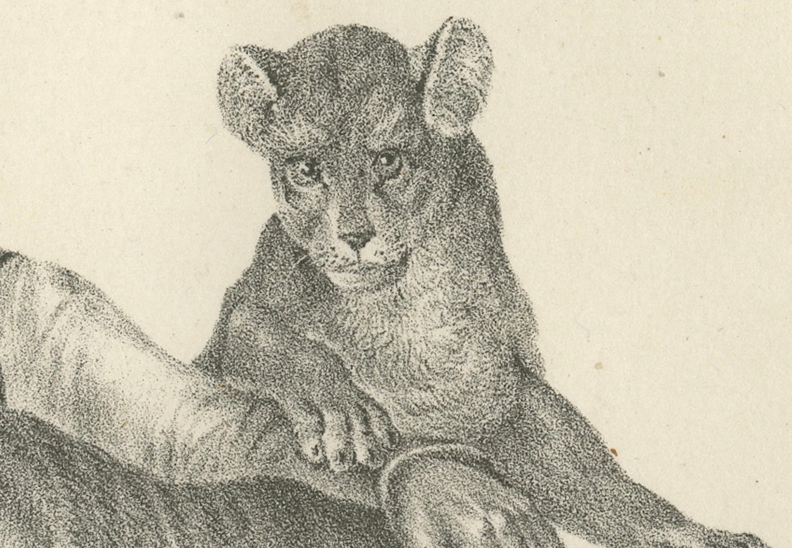 Engraved 19th-Century Lithograph of a Lioness, Her Cubs, and Their Caretaker For Sale