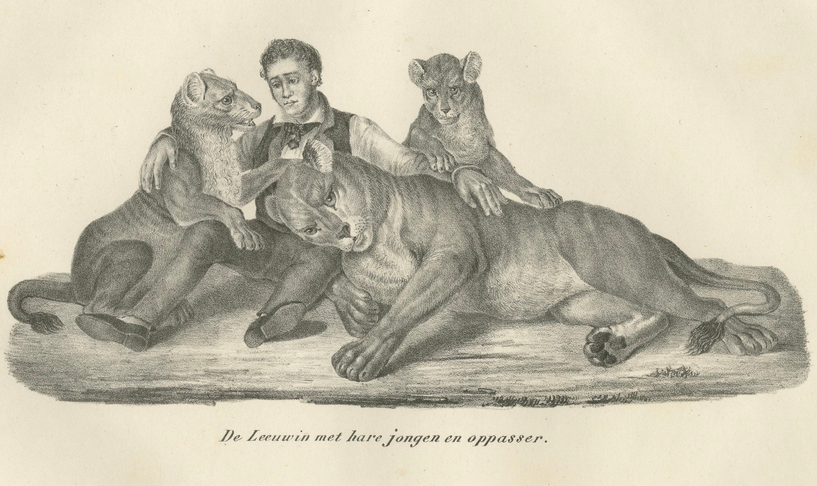19th-Century Lithograph of a Lioness, Her Cubs, and Their Caretaker In Good Condition For Sale In Langweer, NL