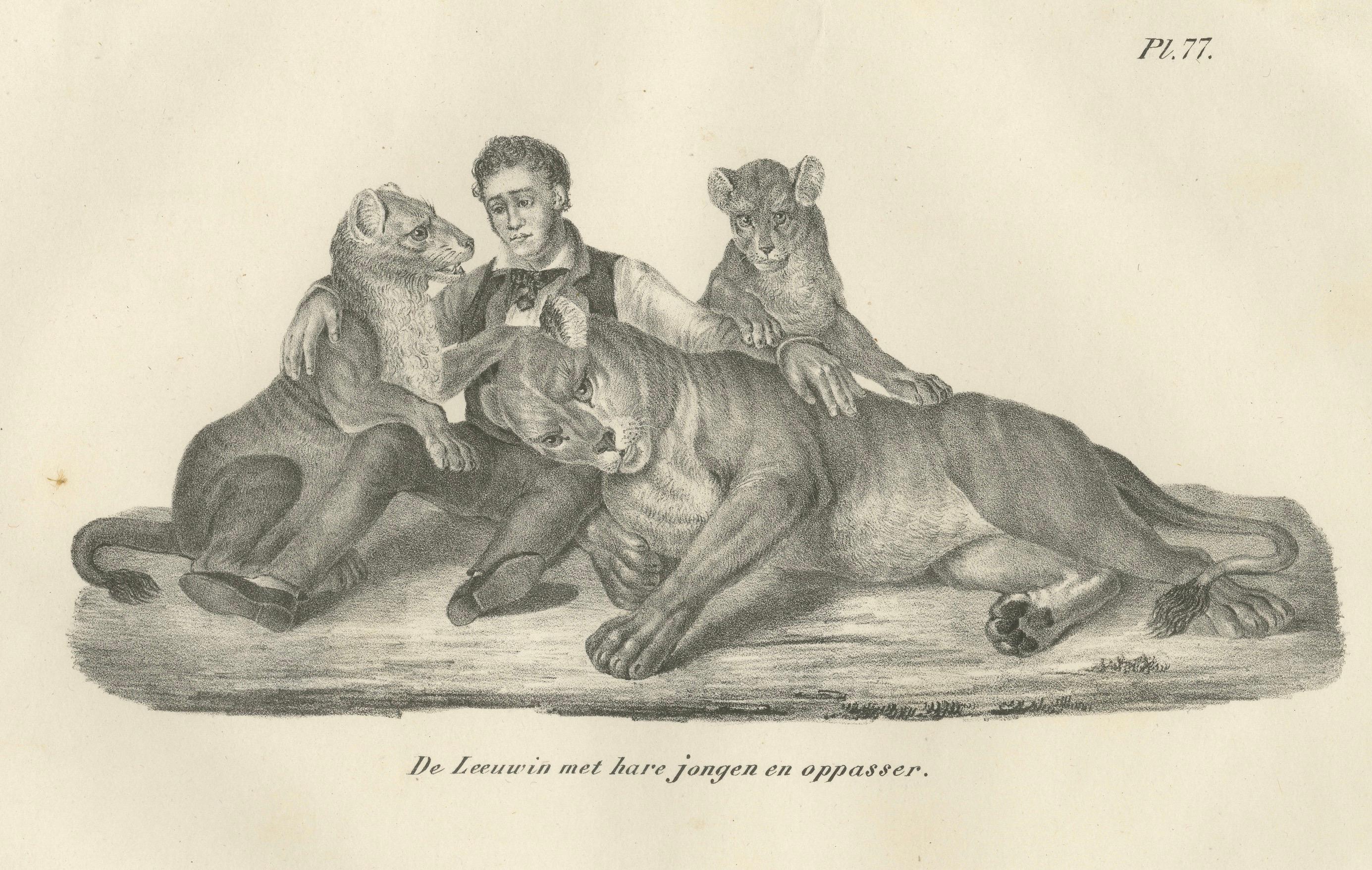 Paper 19th-Century Lithograph of a Lioness, Her Cubs, and Their Caretaker For Sale