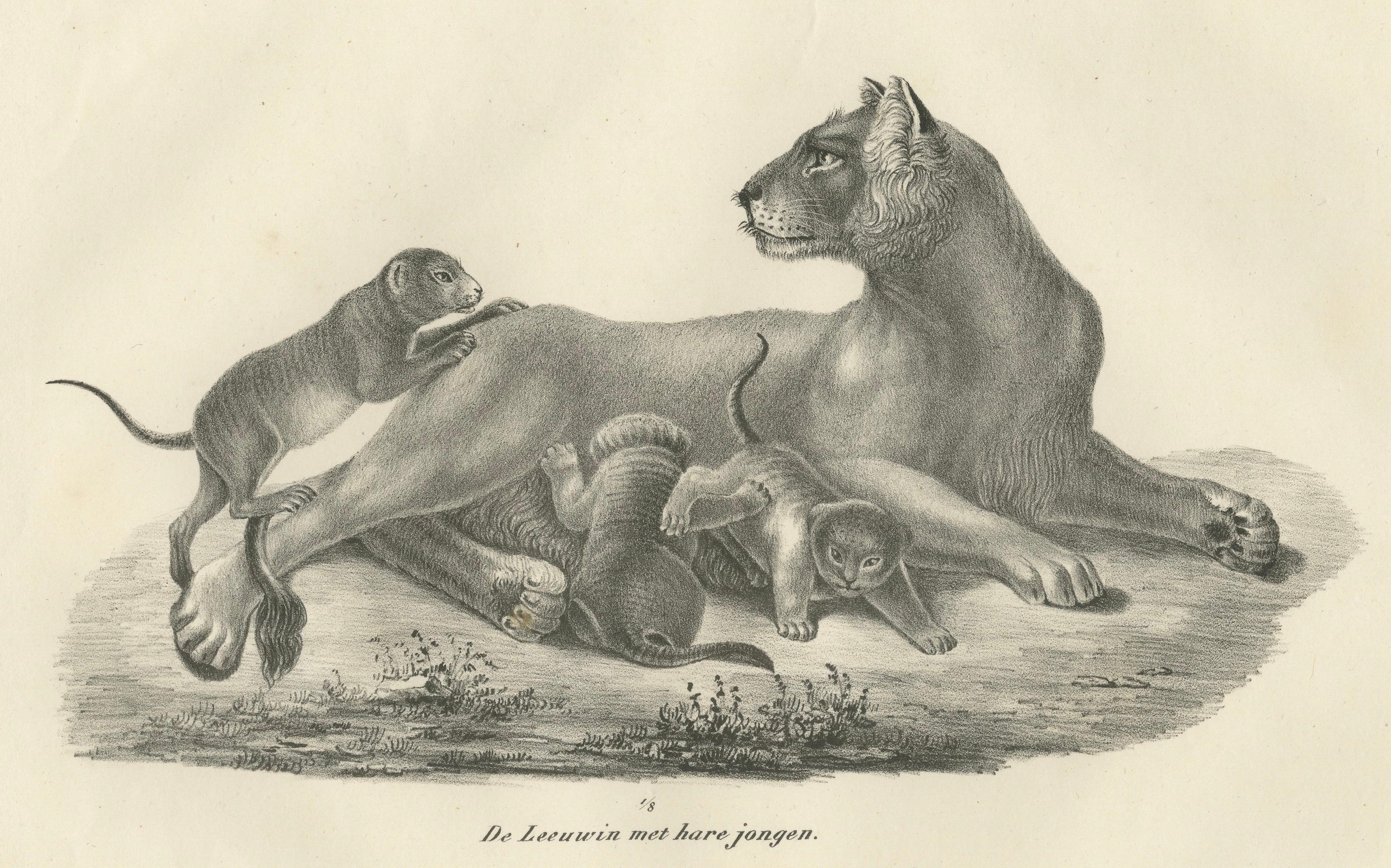 Lithografie einer Löwin mit ihren verspielten Jungen in freier Wildbahn aus dem 19.  

Diese zärtliche Lithografie aus dem 19. Jahrhundert zeigt eine Löwin (De Leeuwin) mit ihren Jungen (hare jongen) und illustriert einen Moment mütterlicher