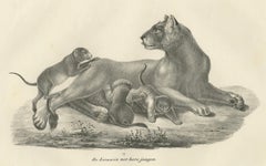 19th-Century Lithograph of a Lioness with Her Playful Cubs in the Wild
