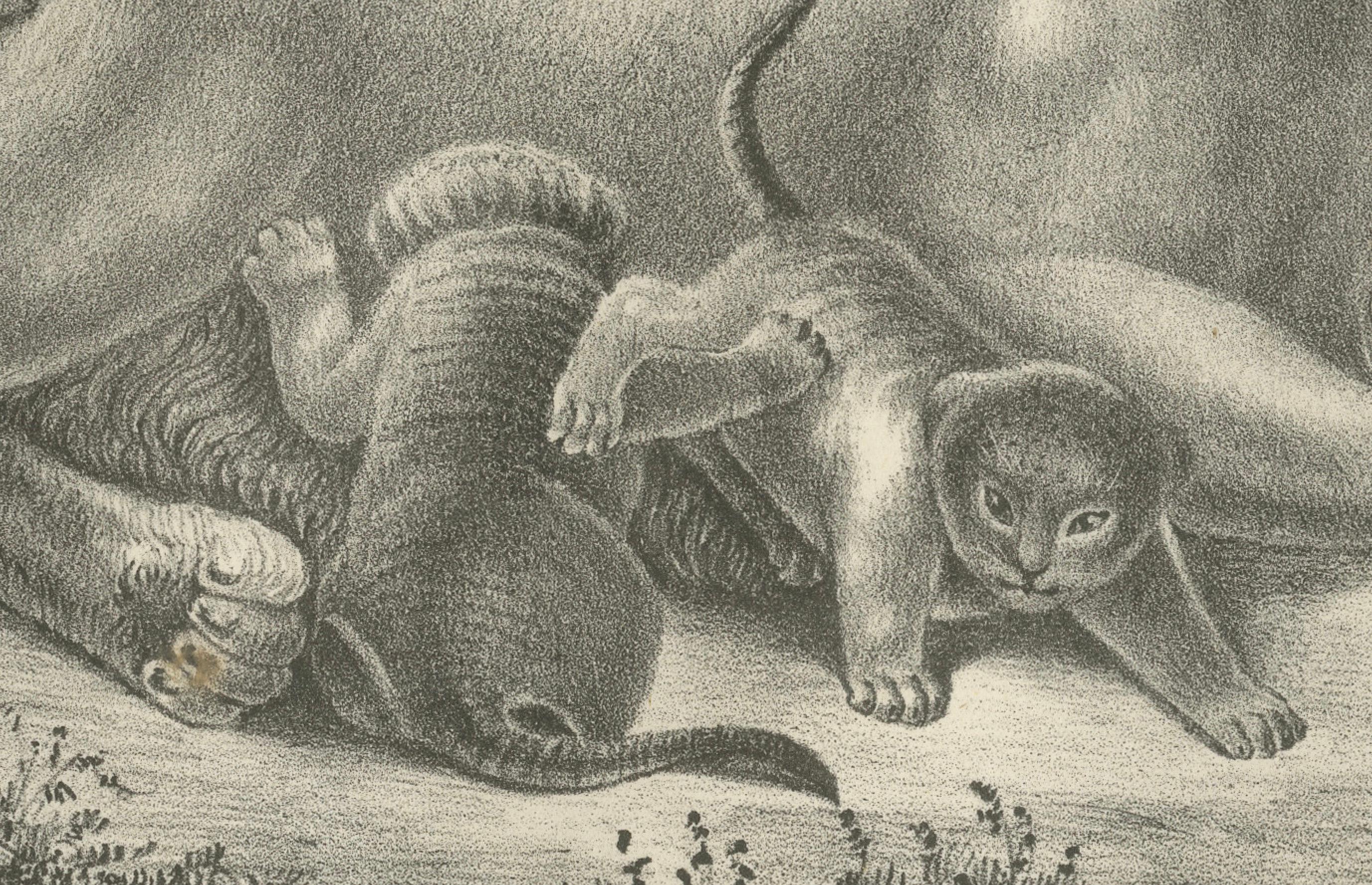 Lithografie einer Löwin mit ihren verspielten Jungen in freier Wildbahn aus dem 19. (Graviert) im Angebot