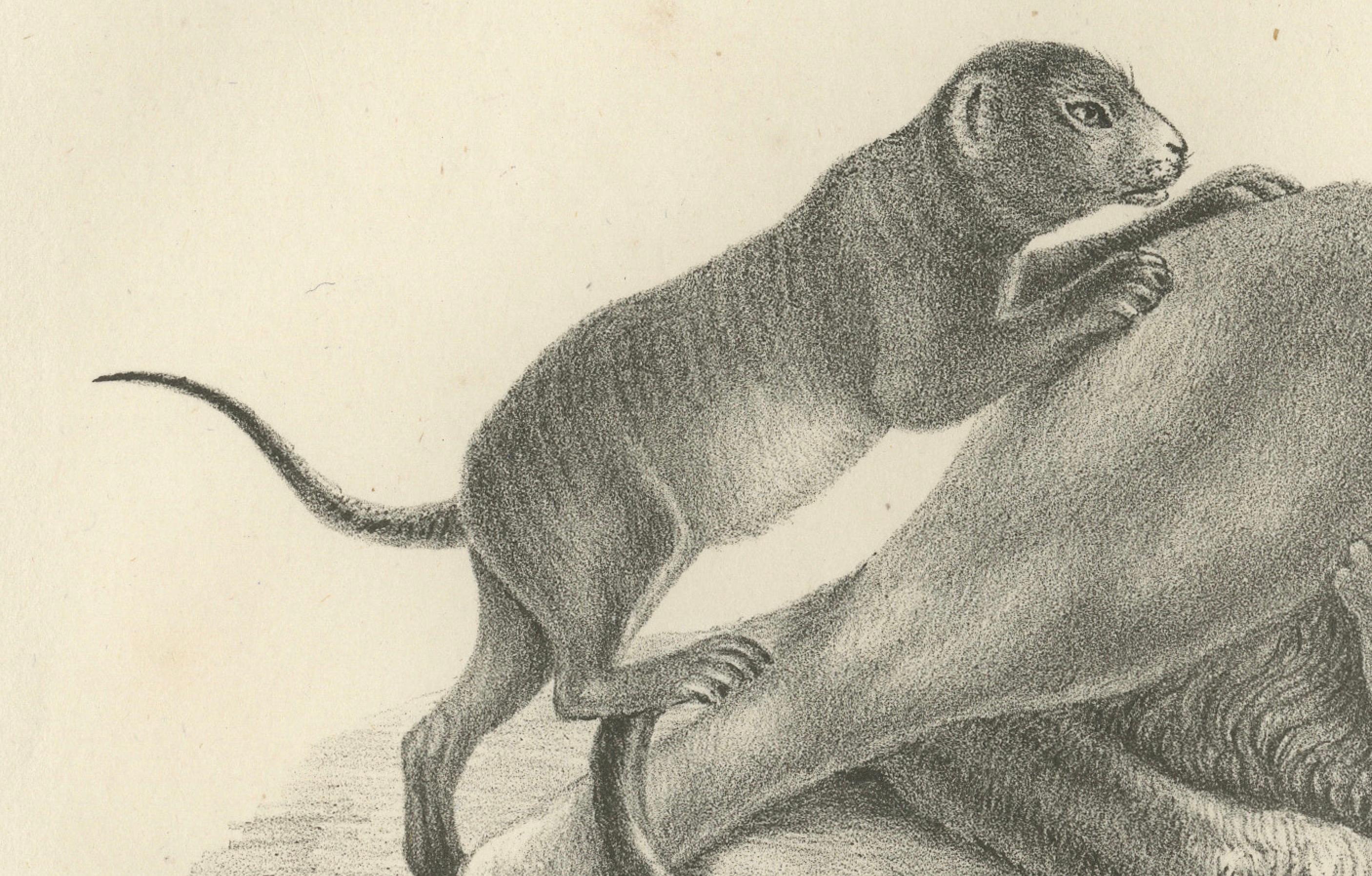 Lithografie einer Löwin mit ihren verspielten Jungen in freier Wildbahn aus dem 19. im Zustand „Gut“ im Angebot in Langweer, NL