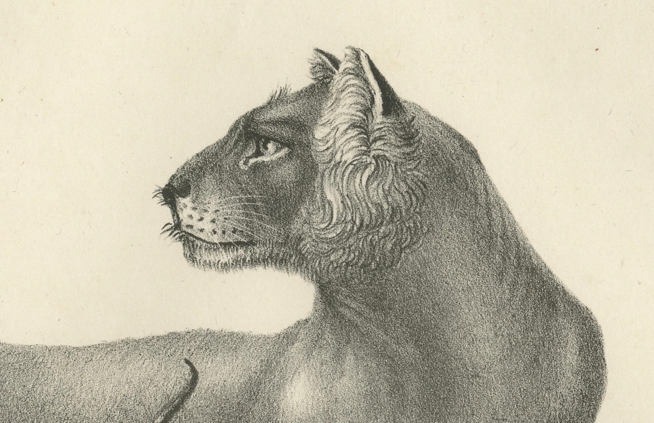 Lithografie einer Löwin mit ihren verspielten Jungen in freier Wildbahn aus dem 19. (Mittleres 19. Jahrhundert) im Angebot