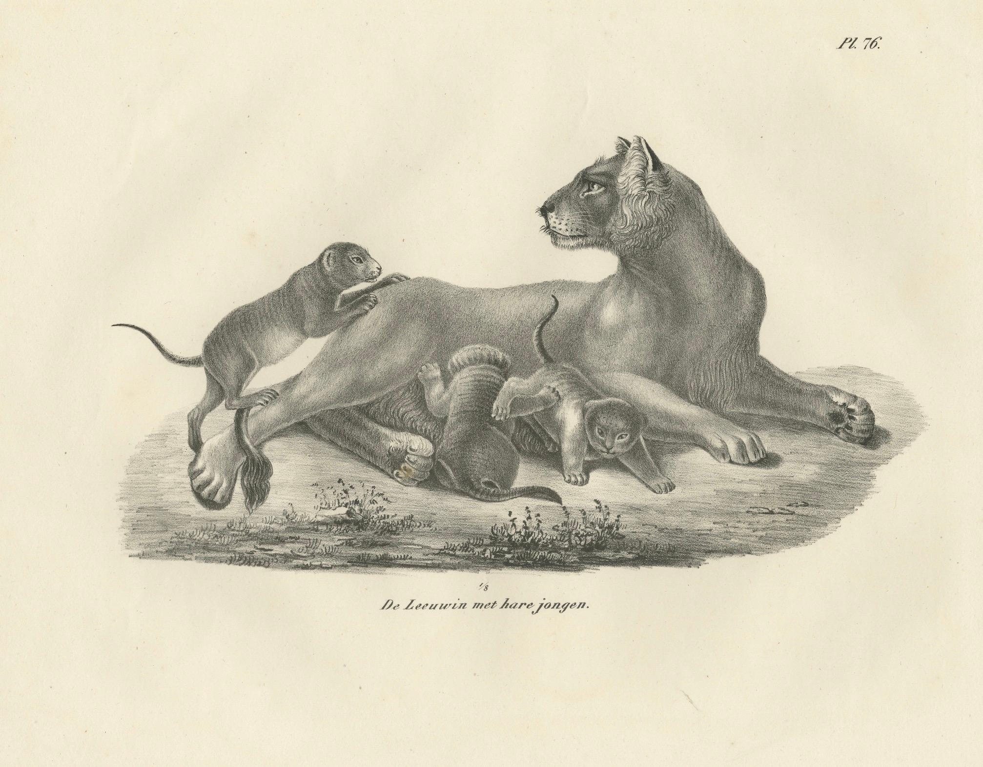 Lithografie einer Löwin mit ihren verspielten Jungen in freier Wildbahn aus dem 19. (Papier) im Angebot