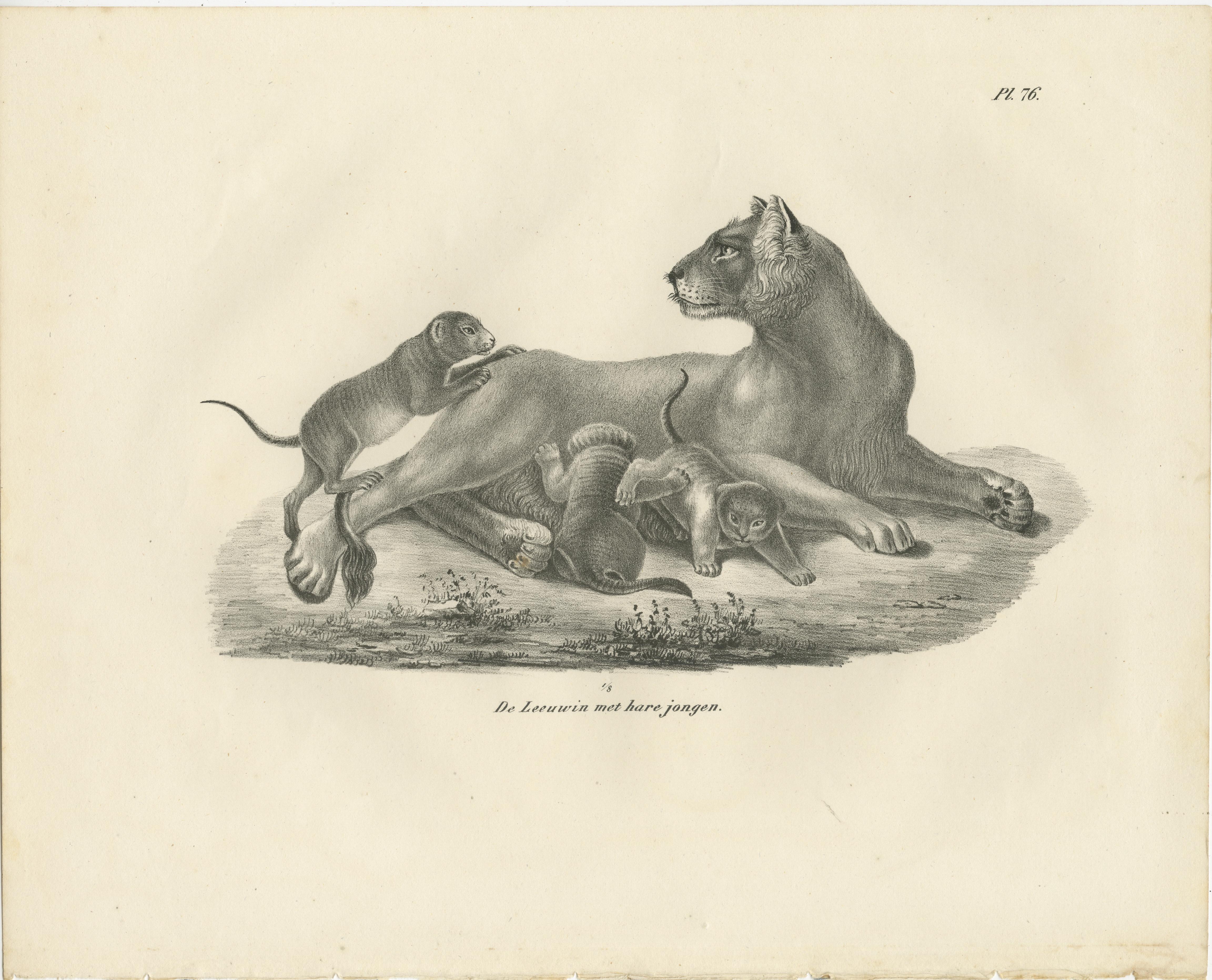 Lithografie einer Löwin mit ihren verspielten Jungen in freier Wildbahn aus dem 19. im Angebot 1