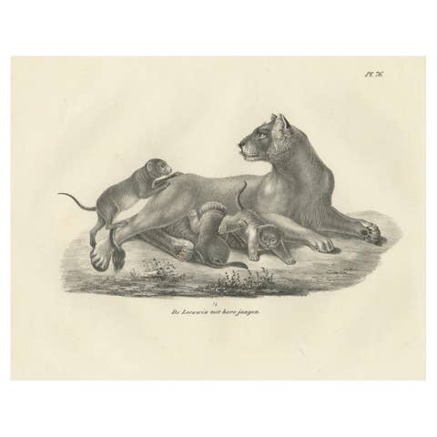 19th-Century Lithograph of a Lioness with Her Playful Cubs in the Wild