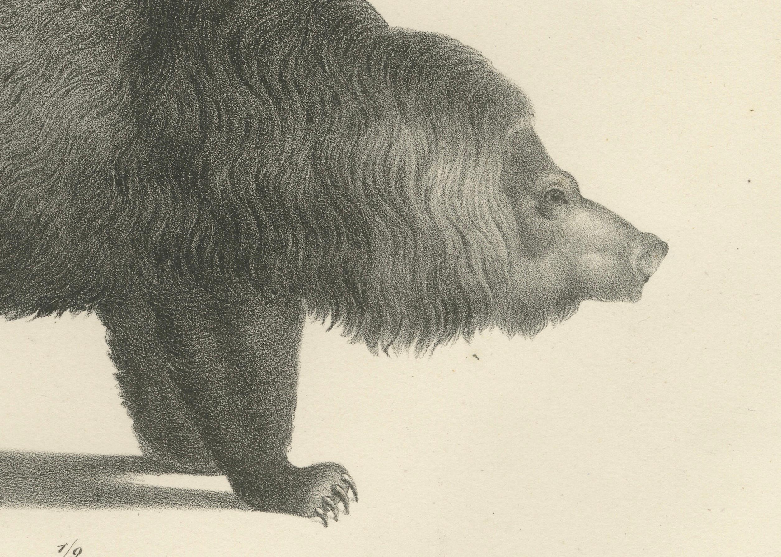 Lithographie du 19e siècle d'un raton laveur et d'un ours - superbe gravure d'histoire naturelle  

Cette lithographie du XIXe siècle finement exécutée présente une représentation saisissante d'un raton laveur (De waschbeer of raccoon) et d'un ours