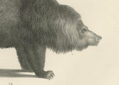19th-Century Lithograph of a Raccoon and Bear – Stunning Natural History Print