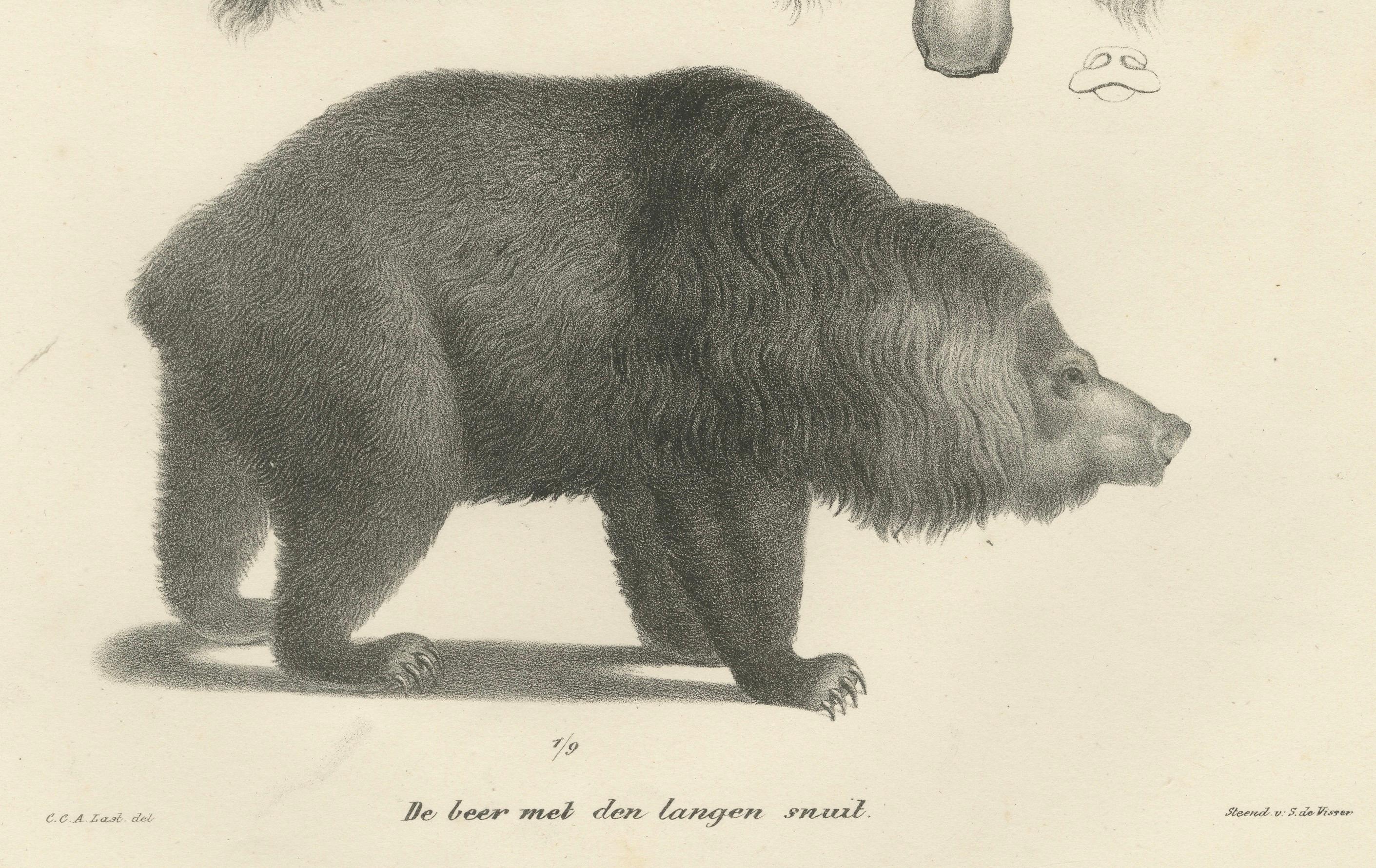 Gravé Lithographie du 19e siècle d'un raton laveur et d'un ours - superbe gravure d'histoire naturelle en vente