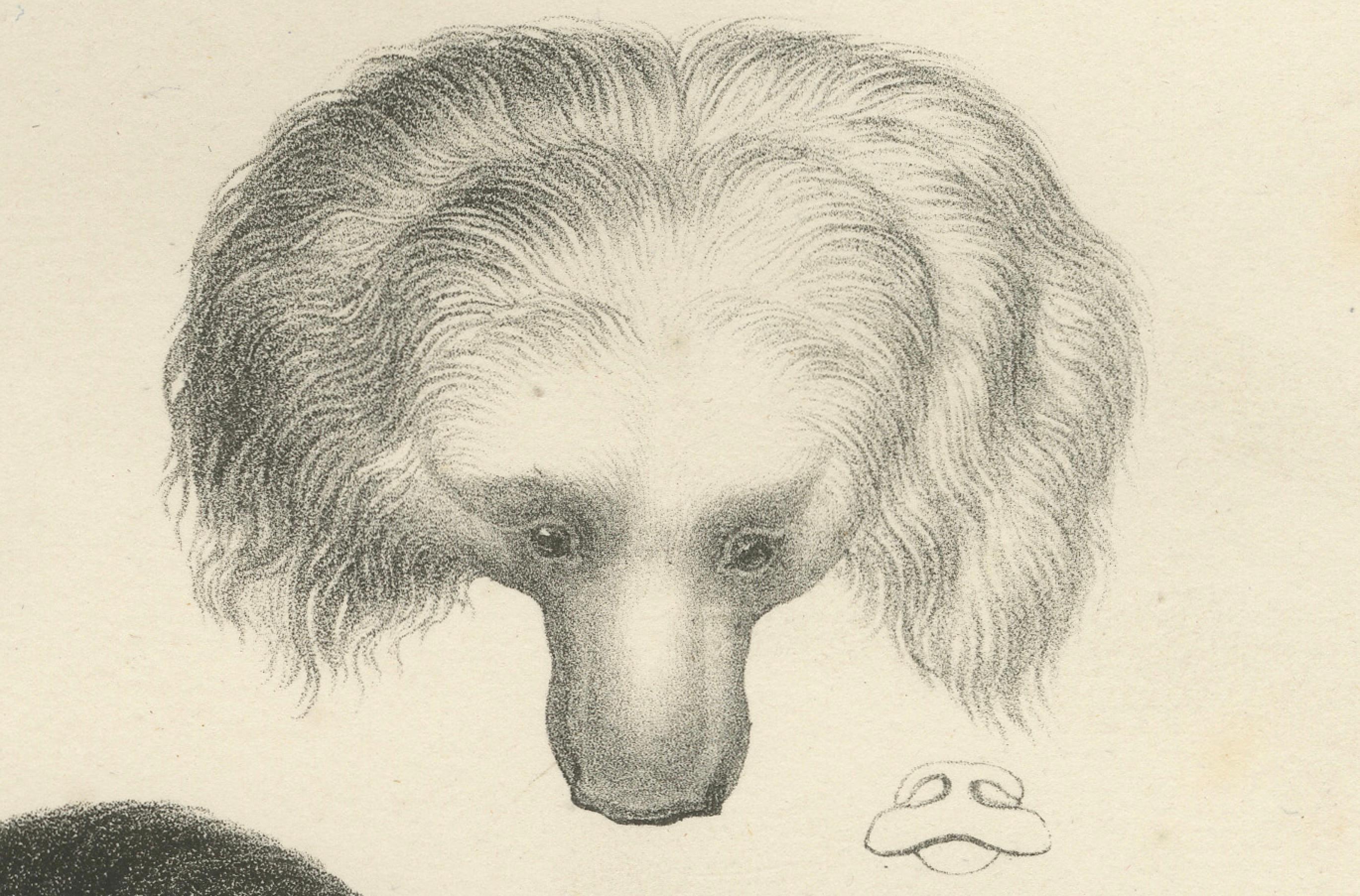 Lithographie du 19e siècle d'un raton laveur et d'un ours - superbe gravure d'histoire naturelle Bon état - En vente à Langweer, NL