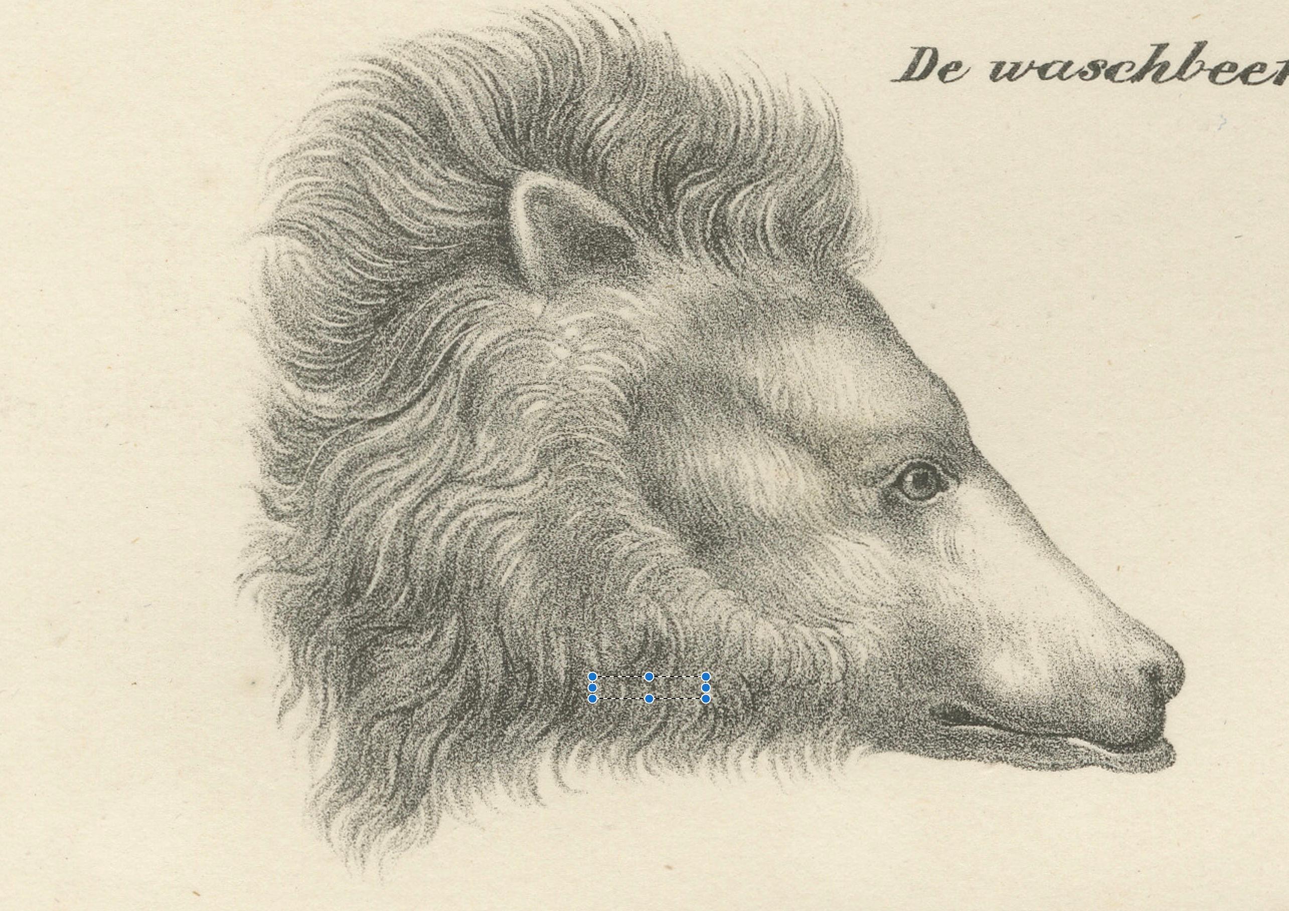 Milieu du XIXe siècle Lithographie du 19e siècle d'un raton laveur et d'un ours - superbe gravure d'histoire naturelle en vente