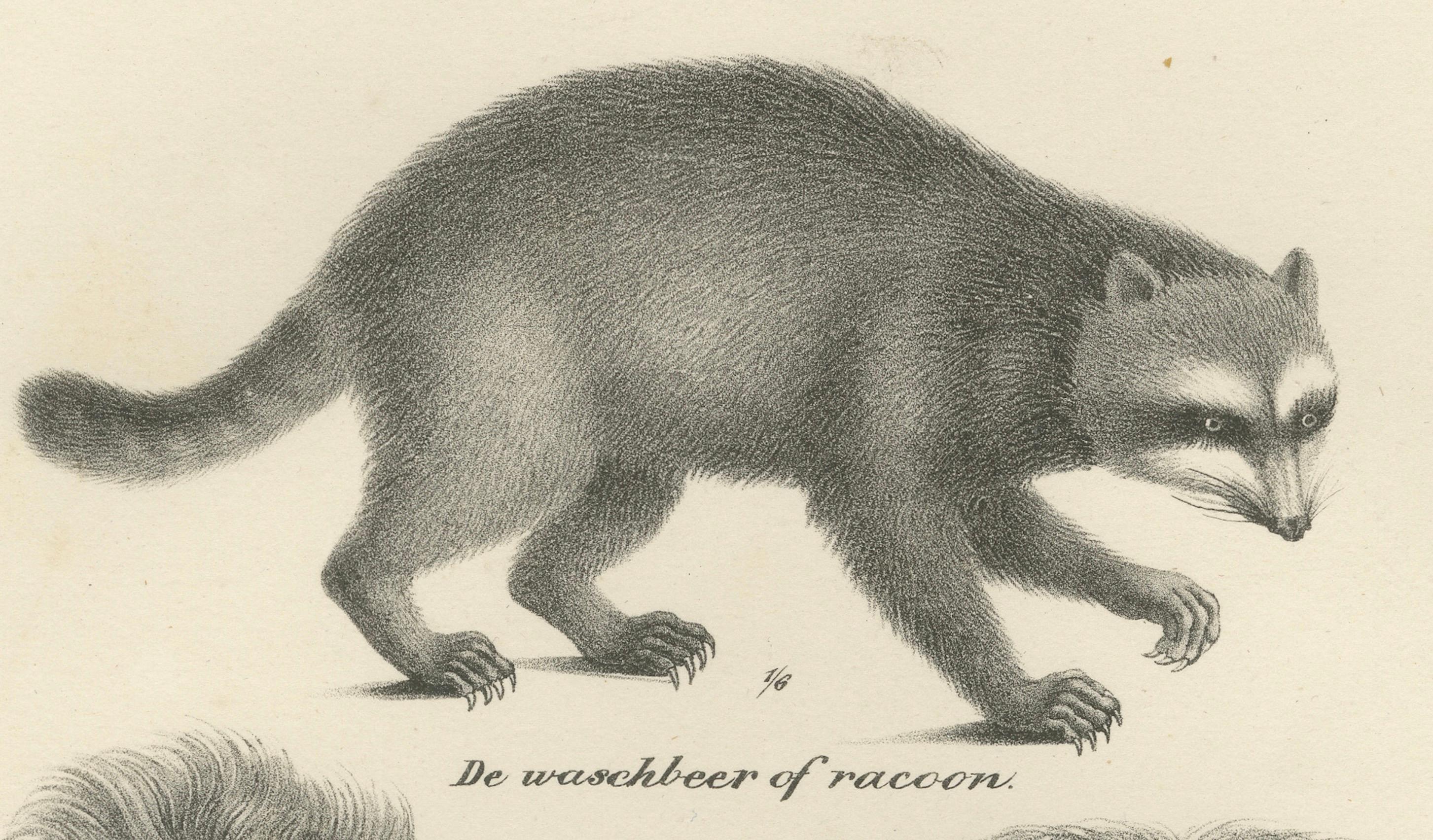 Papier Lithographie du 19e siècle d'un raton laveur et d'un ours - superbe gravure d'histoire naturelle en vente