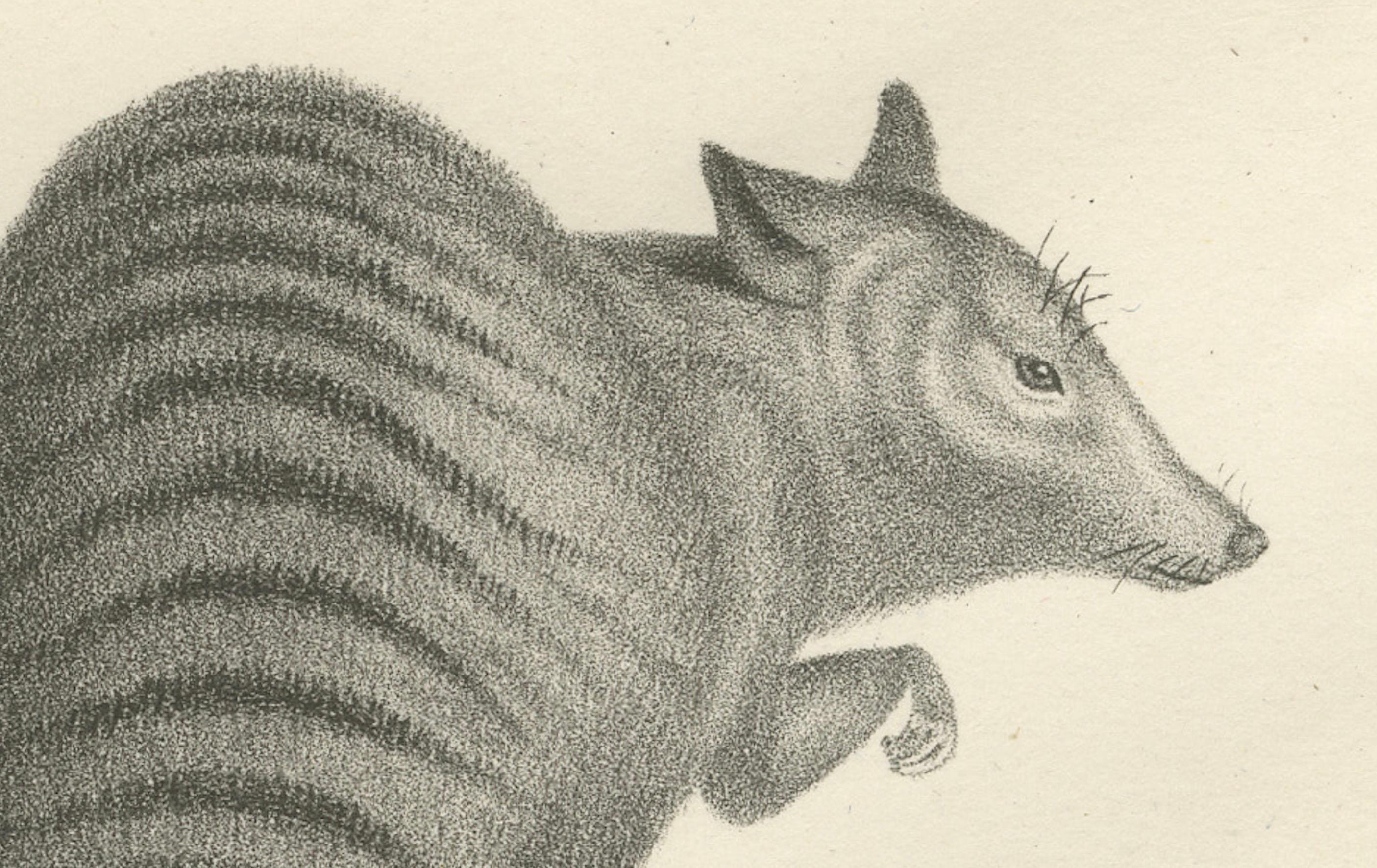 Lithographie du XIXe siècle représentant un phalanger et un kangourou rayé de couleur rouille  

Cette exquise lithographie du XIXe siècle présente deux fascinants marsupiaux originaires d'Australie et des régions avoisinantes. Elle fait partie de
