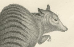 19th-Century Lithograph of a Rust-Colored Phalanger and Striped Kangaroo