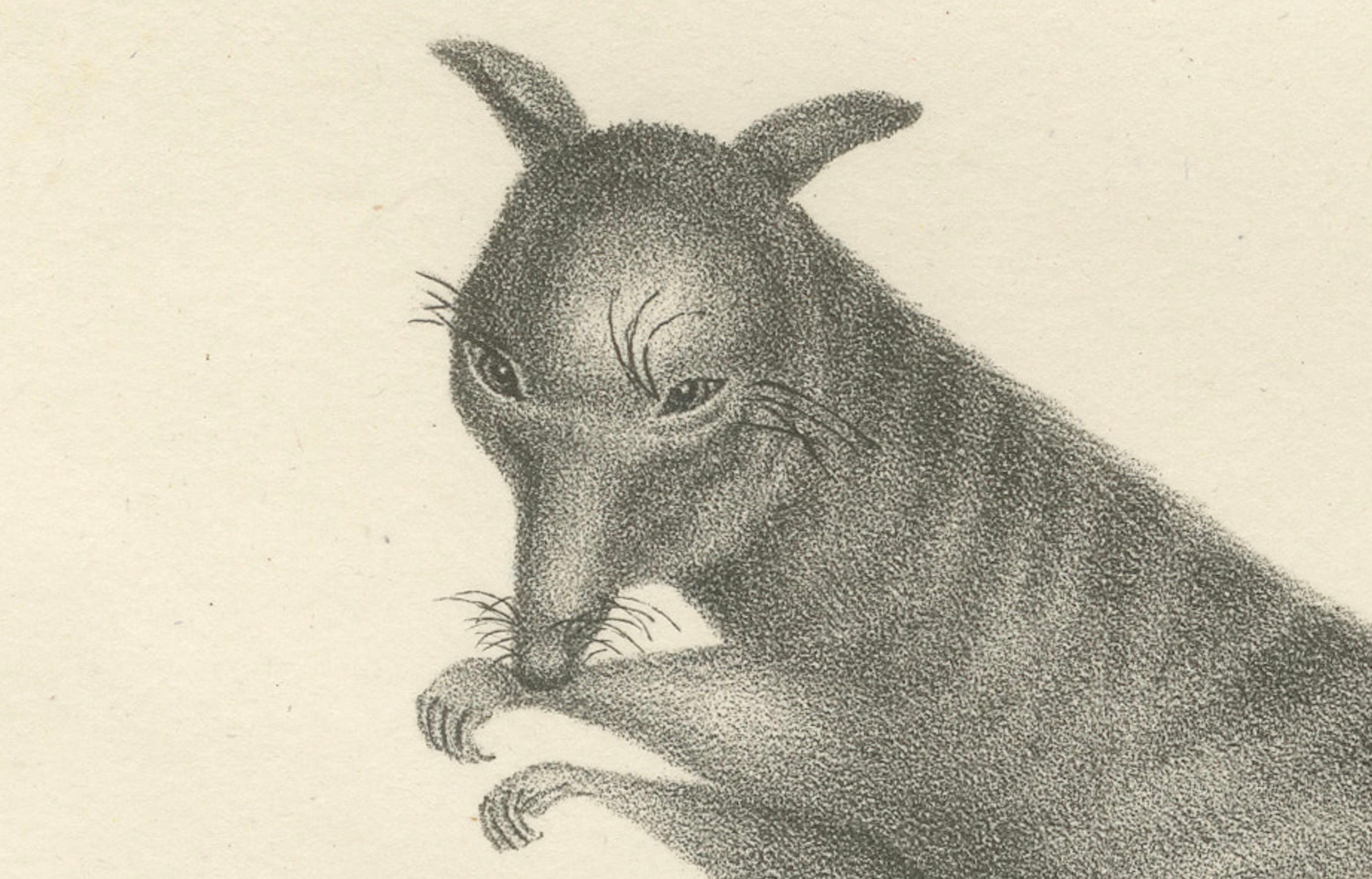 Gravé Lithographie du XIXe siècle représentant un phalanger et un kangourou rayé de couleur rouille en vente