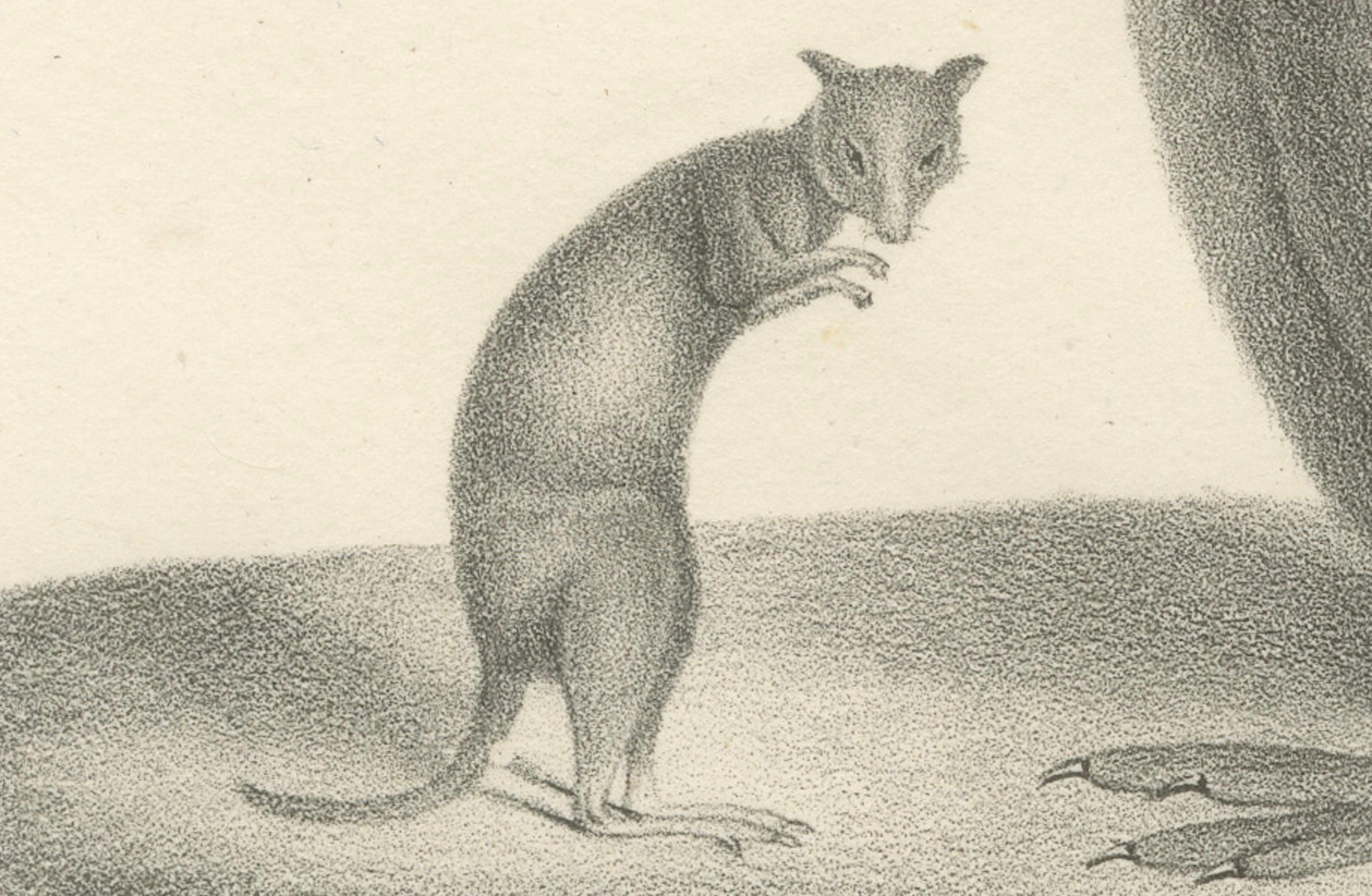 Lithographie du XIXe siècle représentant un phalanger et un kangourou rayé de couleur rouille Bon état - En vente à Langweer, NL