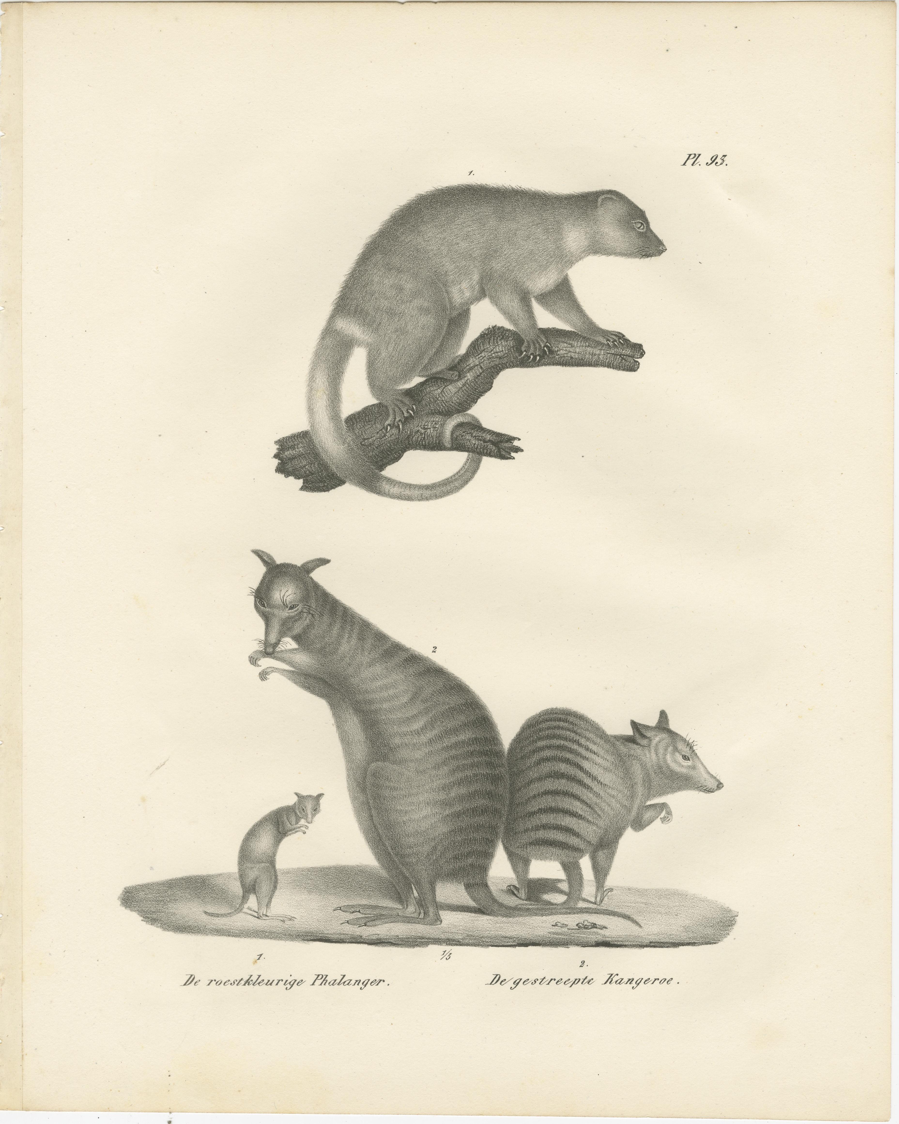 Papier Lithographie du XIXe siècle représentant un phalanger et un kangourou rayé de couleur rouille en vente
