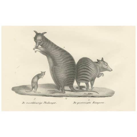 19th-Century Lithograph of a Rust-Colored Phalanger and Striped Kangaroo