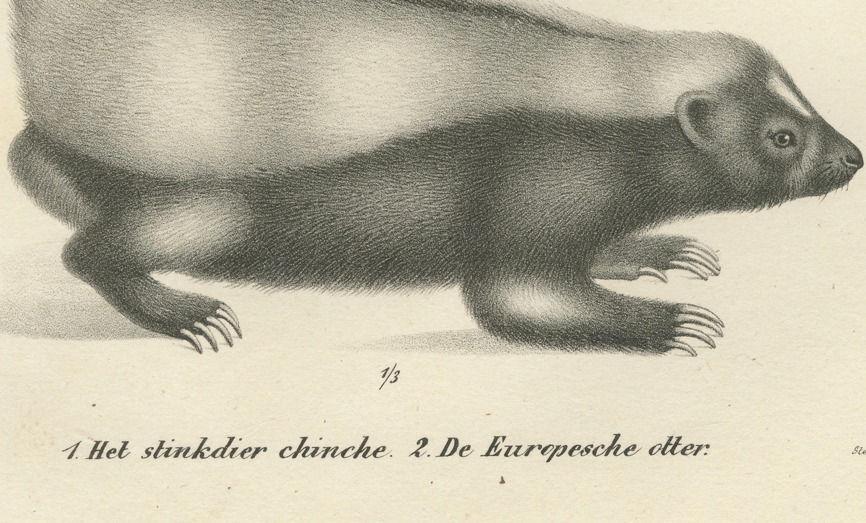 Lithographie du XIXe siècle représentant un putois et une loutre d'Europe avec des détails exquis  

Cette magnifique lithographie du XIXe siècle met en scène deux mammifères remarquables : le putois (Het stinkdier chinche) et la loutre d'Europe (De